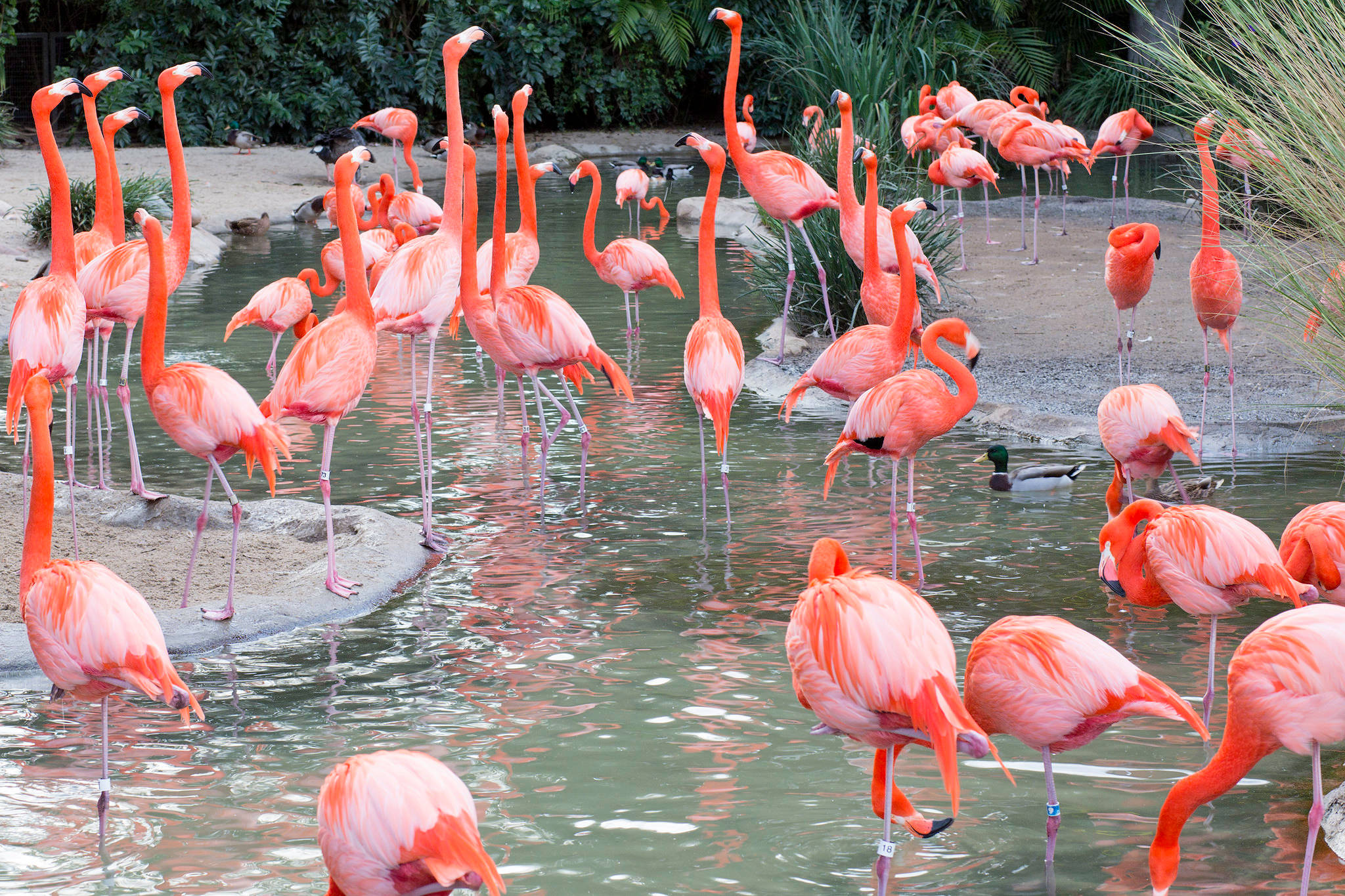 San Diego Zoo, flamingo flock, vibrant pink, Full HD Desktop Wallpaper