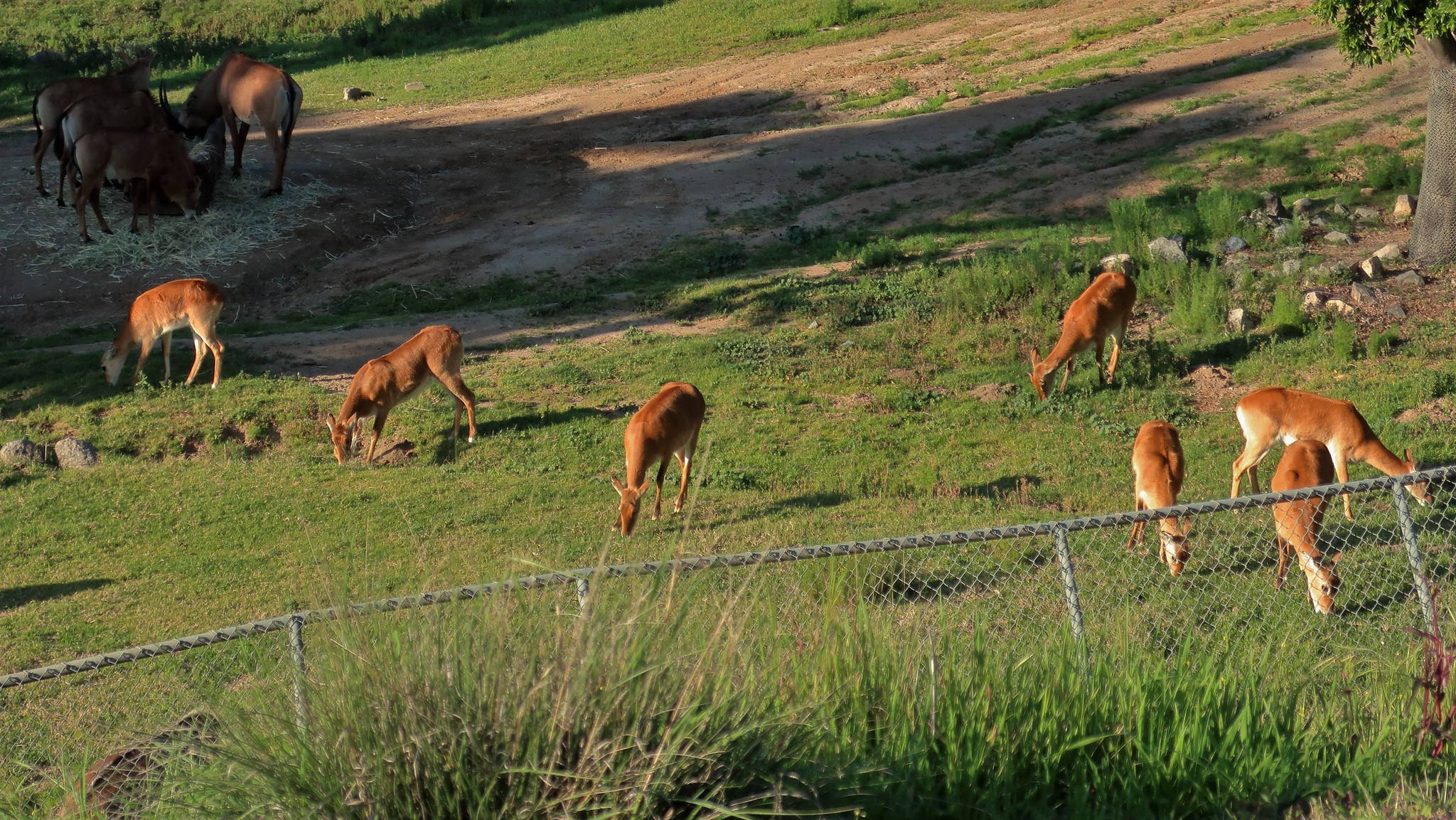 San Diego Zoo, deer, grazing, Full HD Desktop Wallpaper