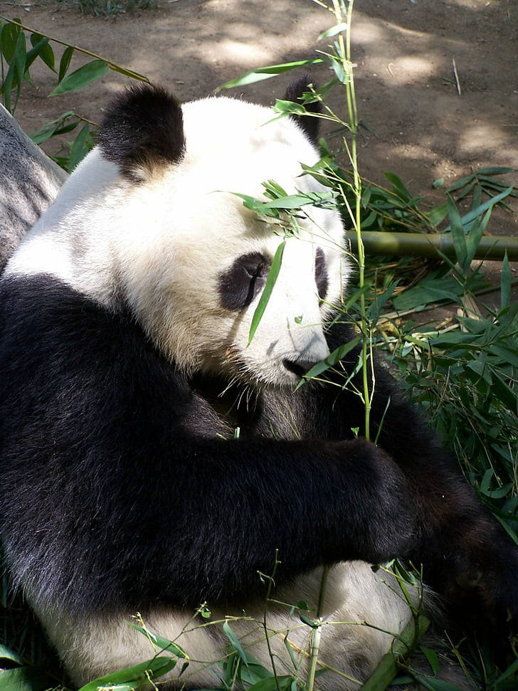 San Diego Zoo, giant panda, bamboo leaves, SD Phone Wallpaper