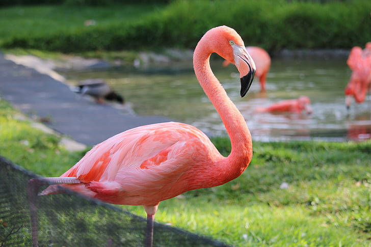 San Diego Zoo, flamingo, pink, SD Desktop Wallpaper