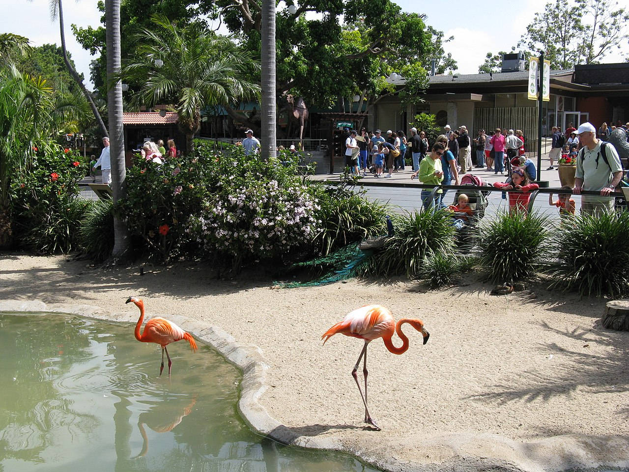 San Diego Zoo, flamingos, shallow pond, HD Desktop Wallpaper