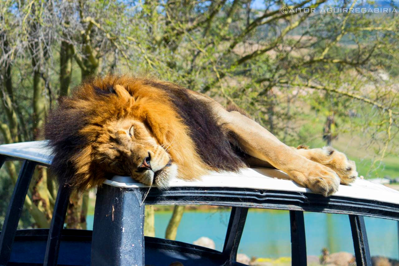 San Diego Zoo, lion, safari vehicle, HD Desktop Wallpaper