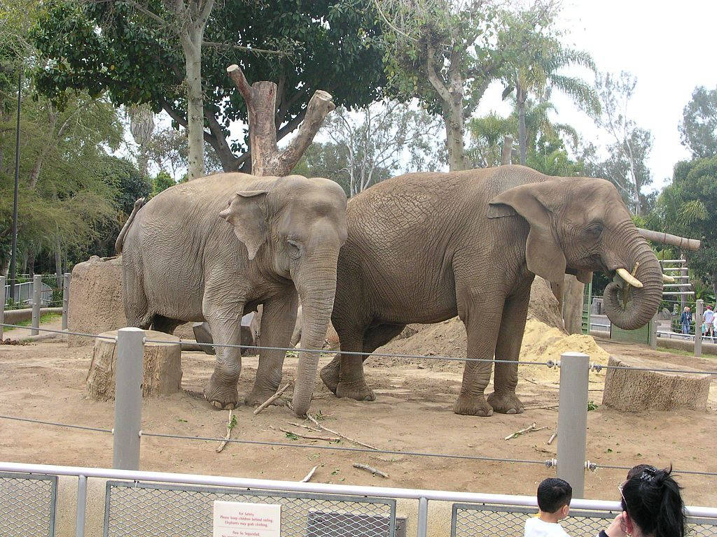 San Diego Zoo, elephants, sandy enclosure, SD Desktop Wallpaper