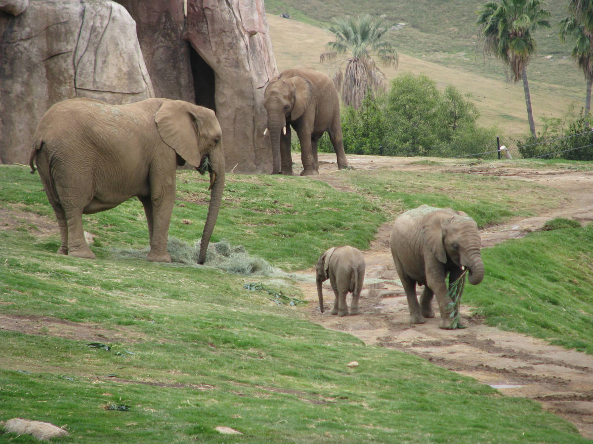 elephant family, San Diego Zoo, rocky structures, SD Desktop Wallpaper