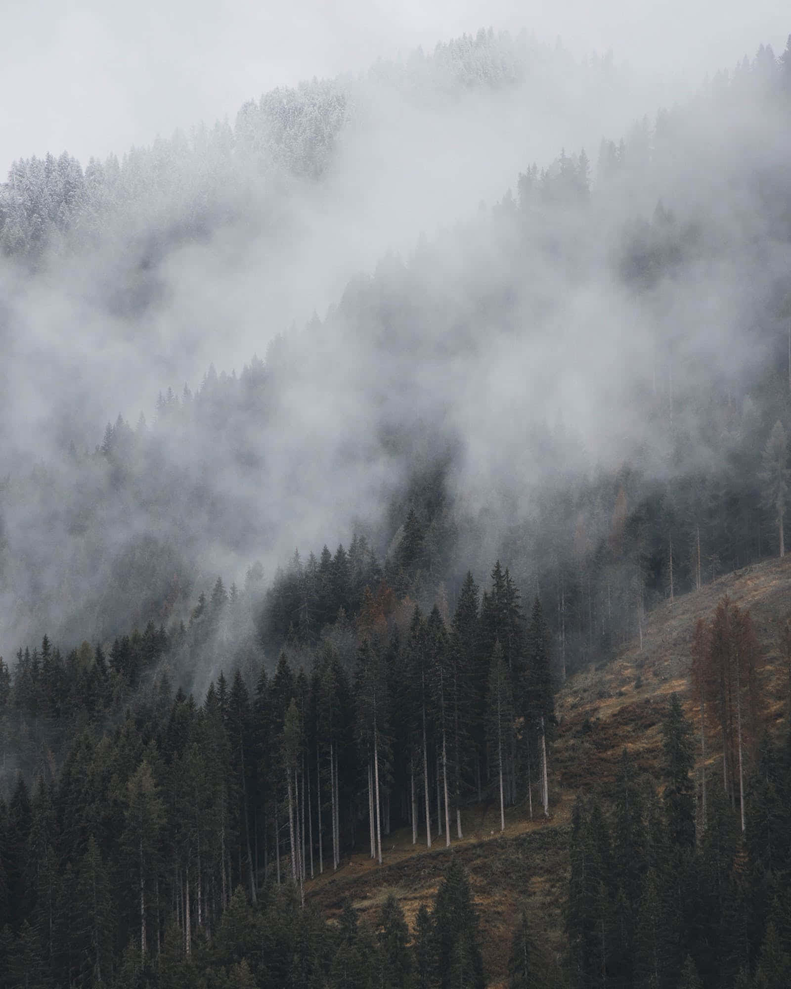 San Francisco Fog, misty clouds, dense pine forest, Full HD Phone Wallpaper