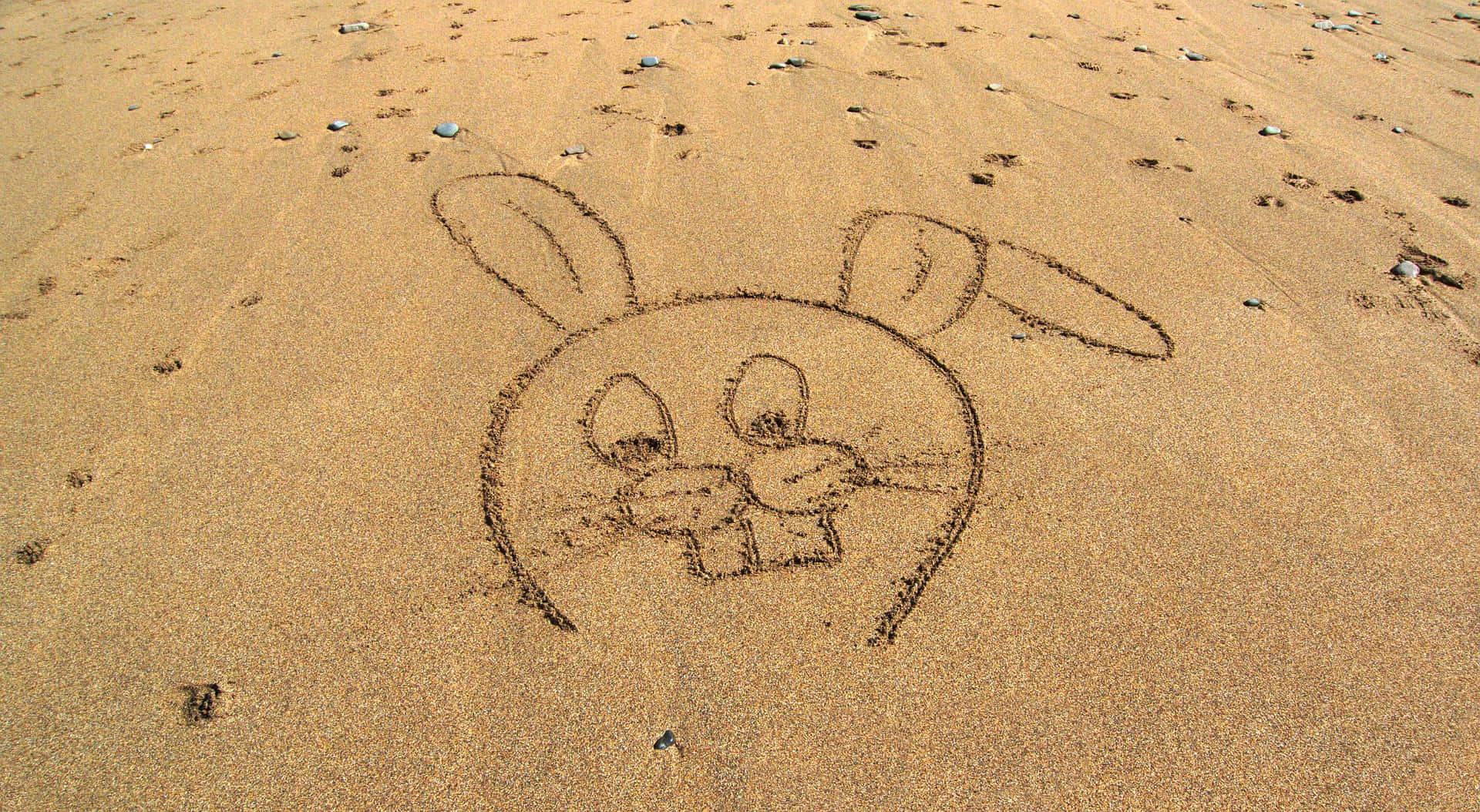 bunny face, sand, beach, Full HD Desktop Wallpaper