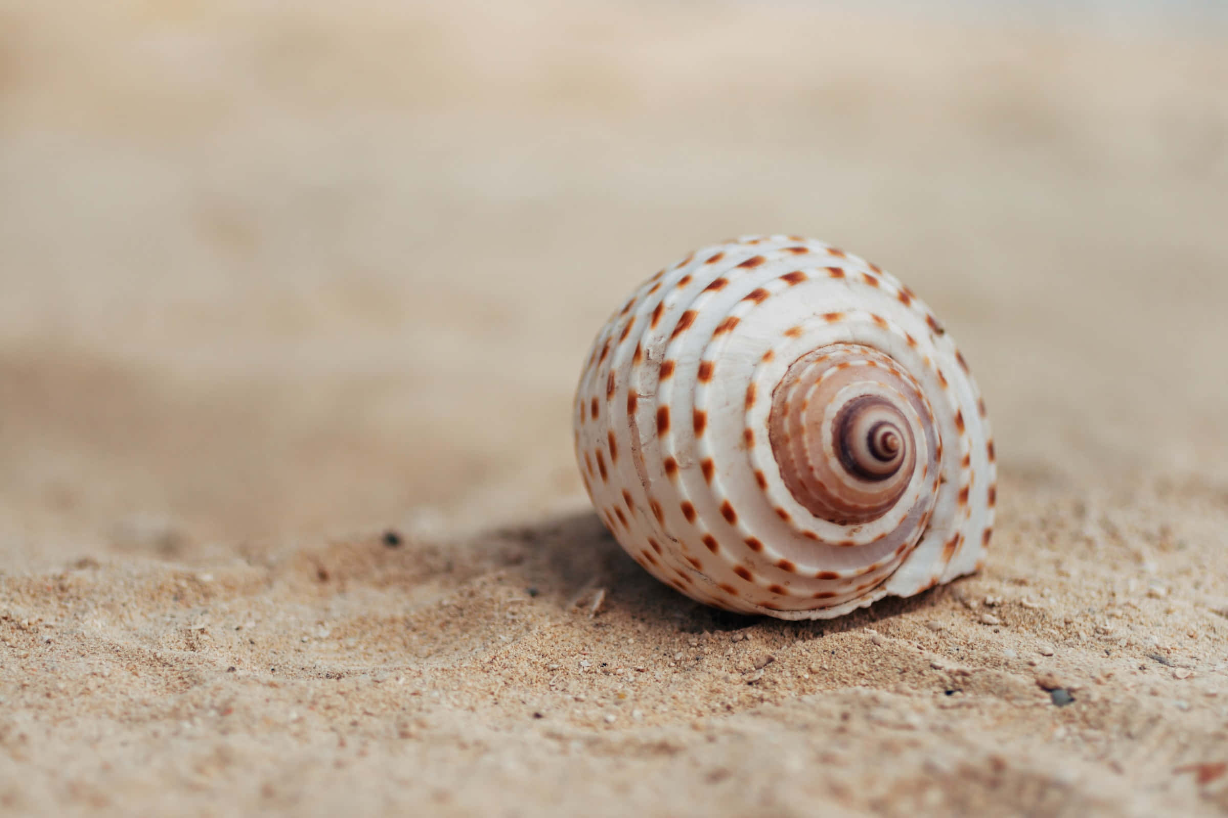 seashell, brown spots, beige sand, Full HD Desktop Wallpaper