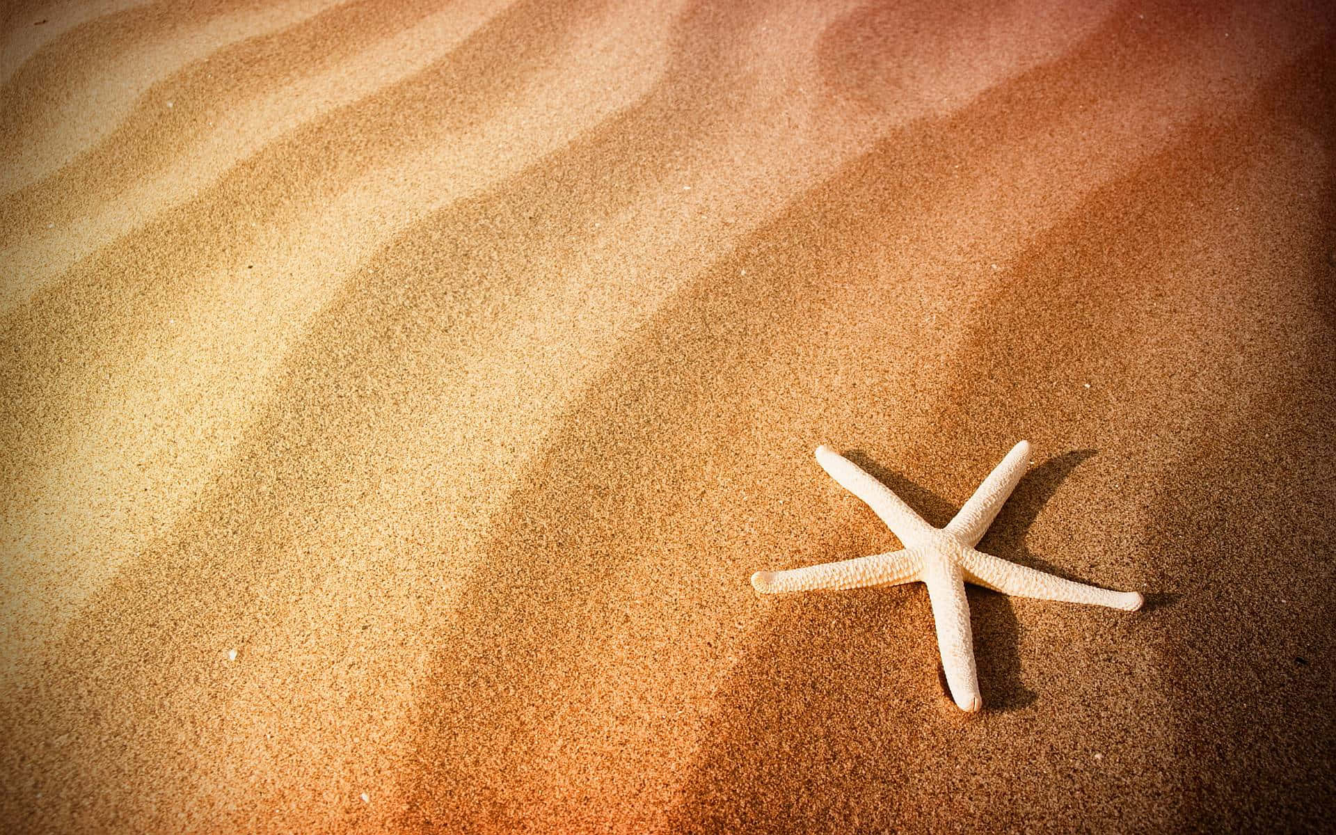 starfish, golden sand, warm sunlight, Full HD Desktop Wallpaper