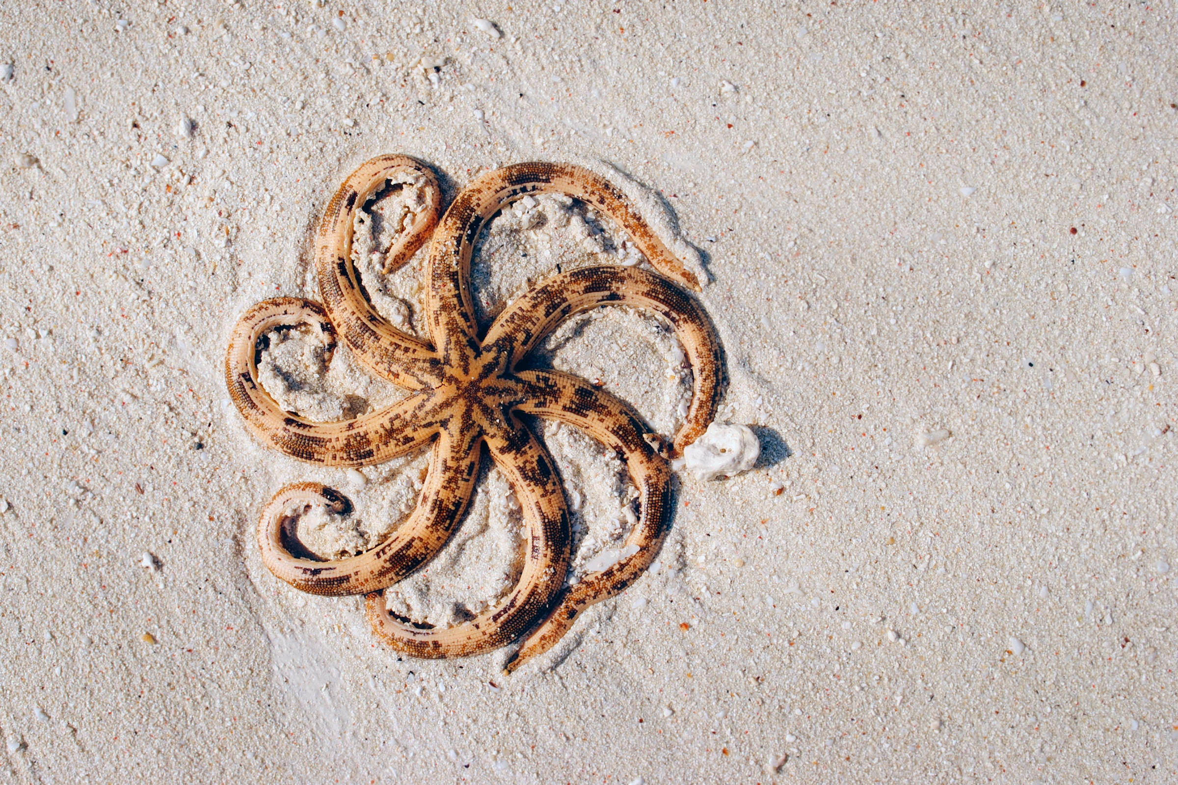 starfish, light beige sand, bright sunlight, Full HD Desktop Wallpaper