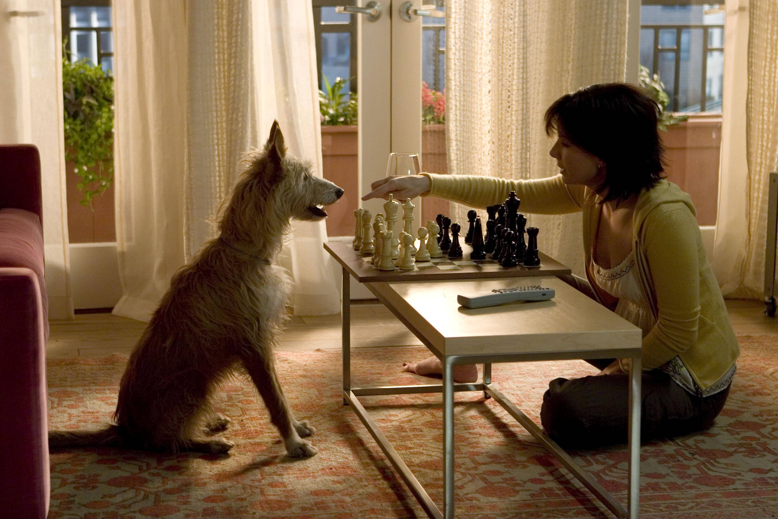 Sandra Bullock, chess match, shaggy dog, 2K Desktop Wallpaper