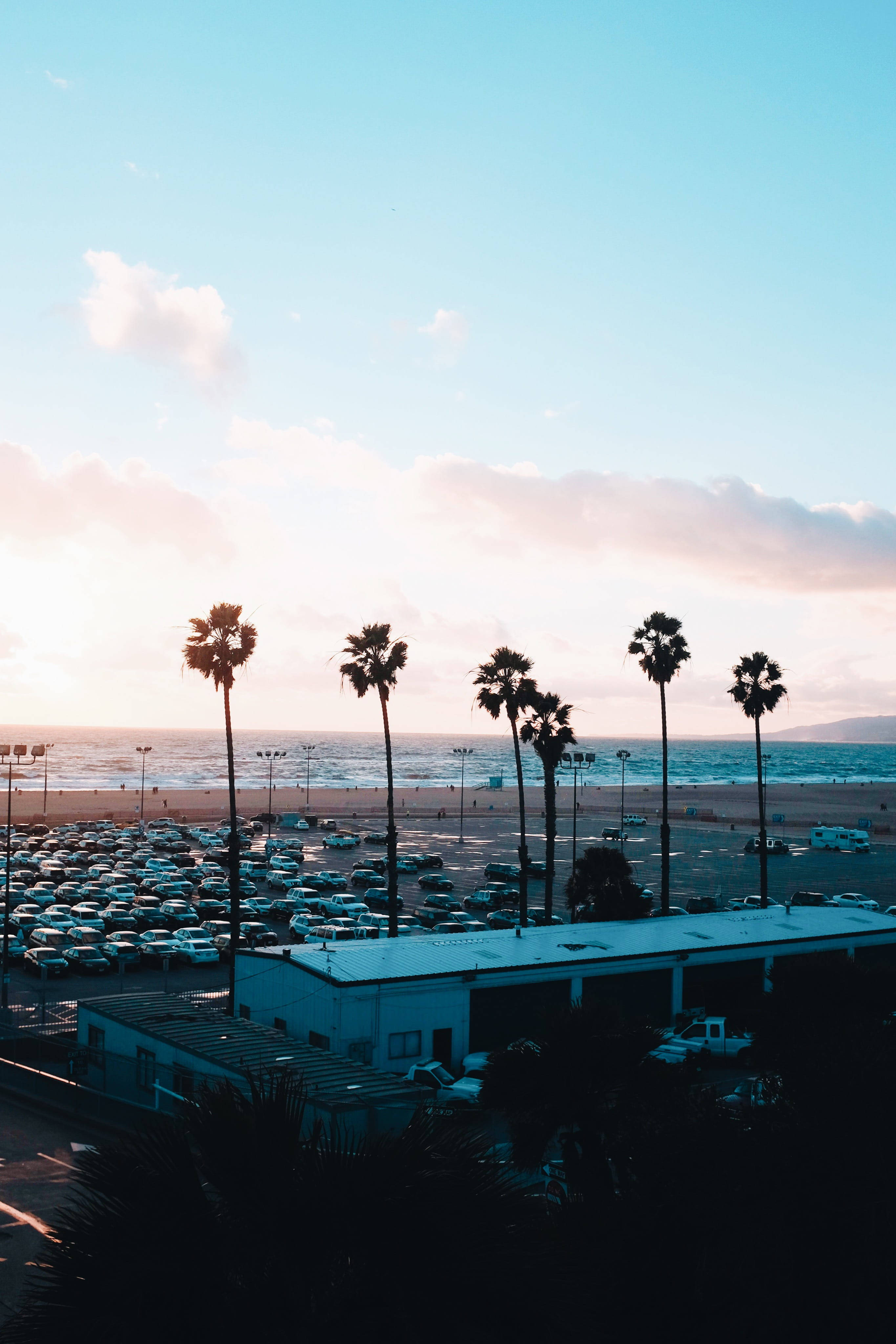 Santa Monica, palm trees, beach parking lot, 4K Phone Wallpaper