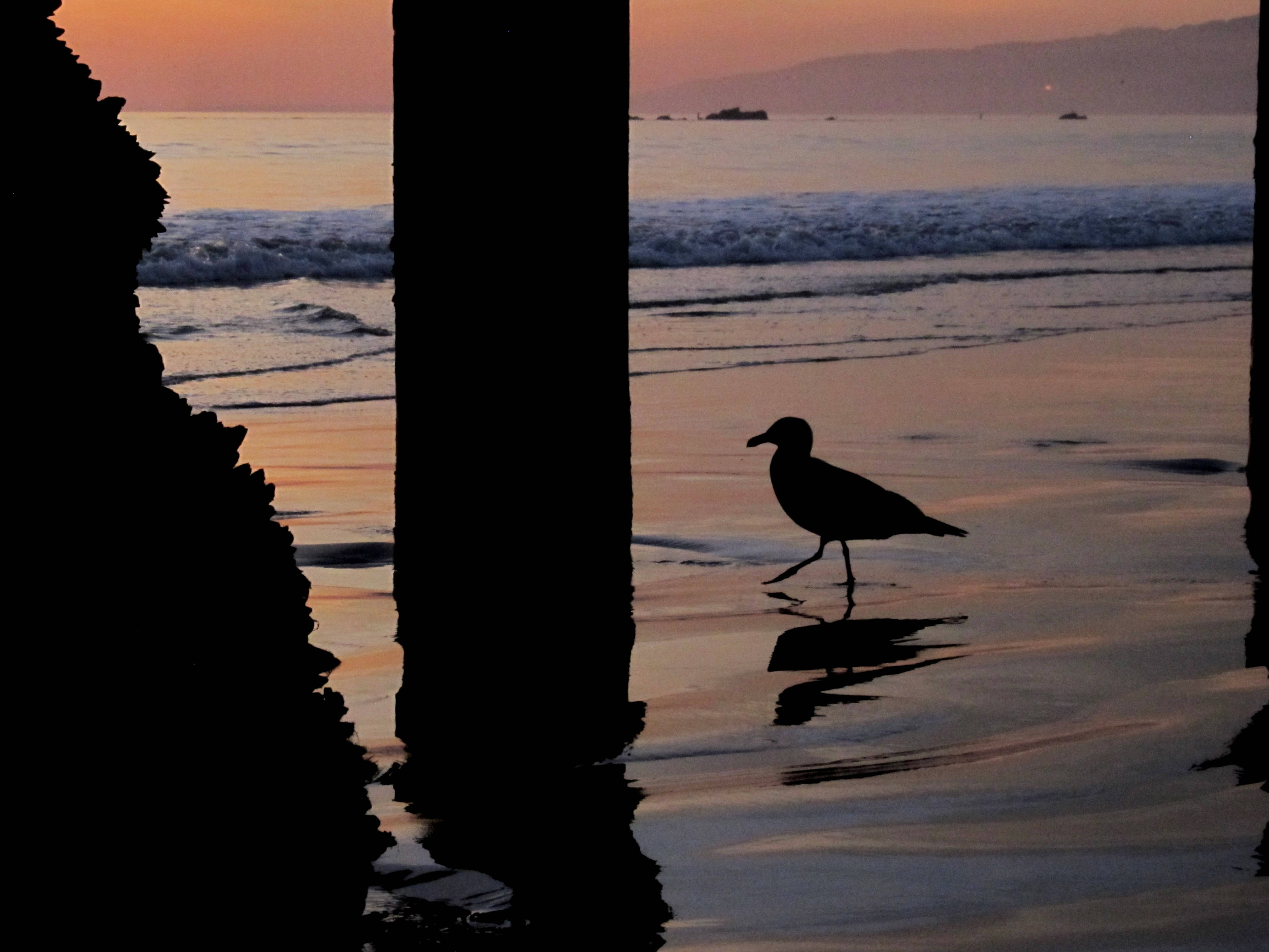 Santa Monica, lone seagull, pier pillars, 4K Desktop Wallpaper