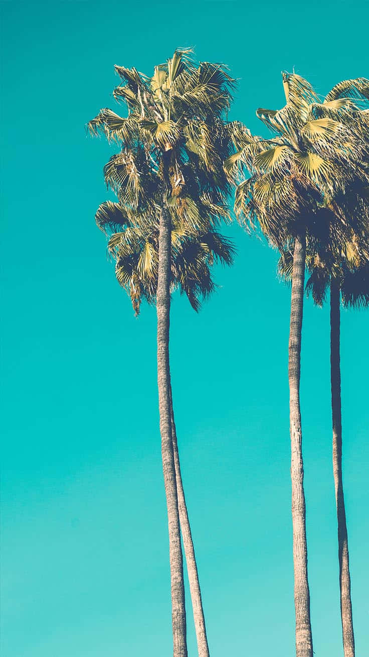 Santa Monica Beach, palm tree, iPhone, HD Phone Wallpaper