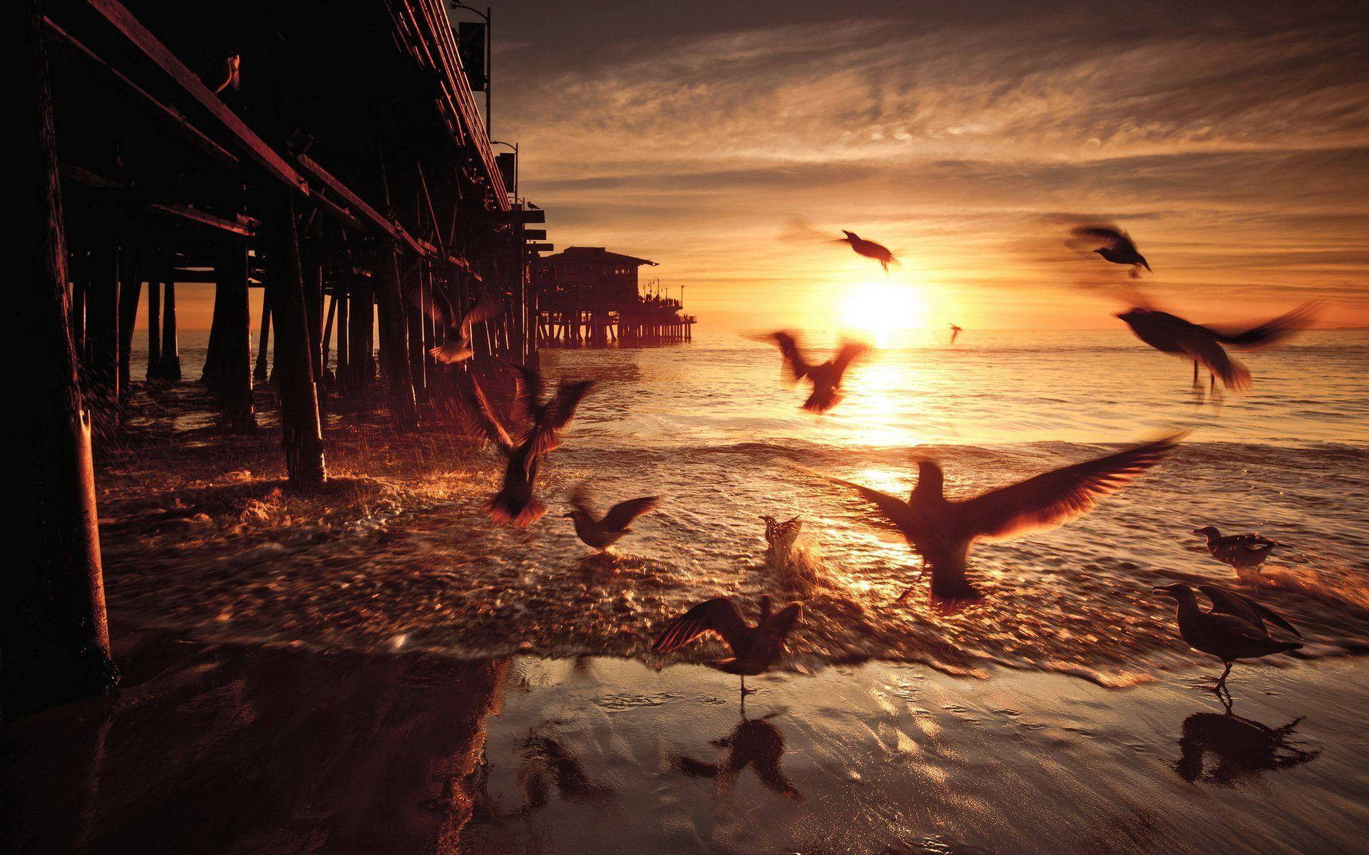 Santa Monica, Seagulls, sunset, Full HD Desktop Wallpaper