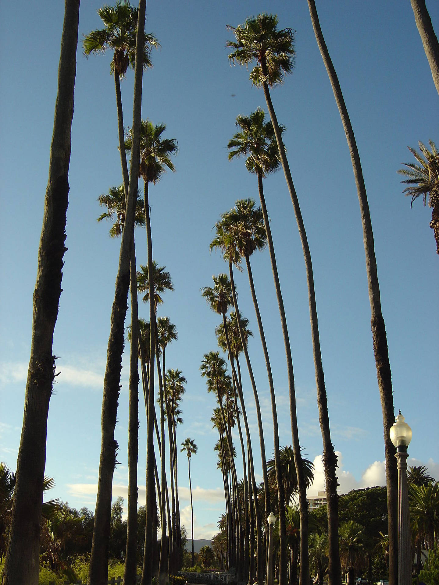 Santa Monica, palm trees, clear blue sky, Full HD Phone Wallpaper