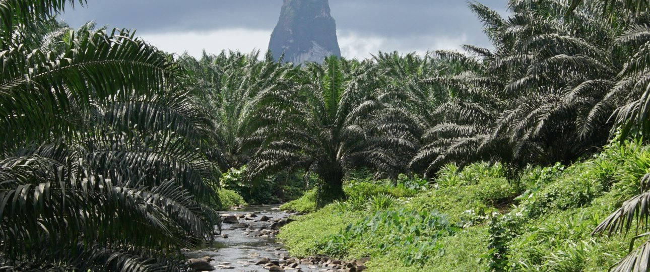 Sao Tome And Principe, palm trees, cloudy sky, HD Desktop Wallpaper