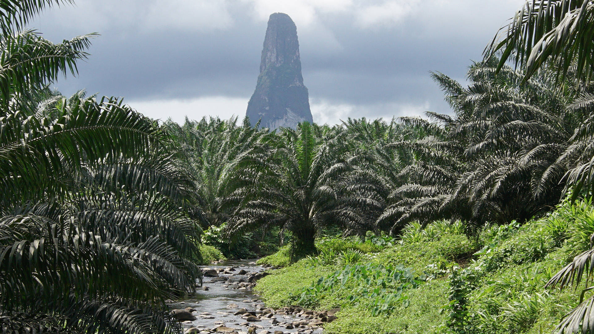 palm oil plantation, palm trees, rocky monolith, Full HD Desktop Wallpaper