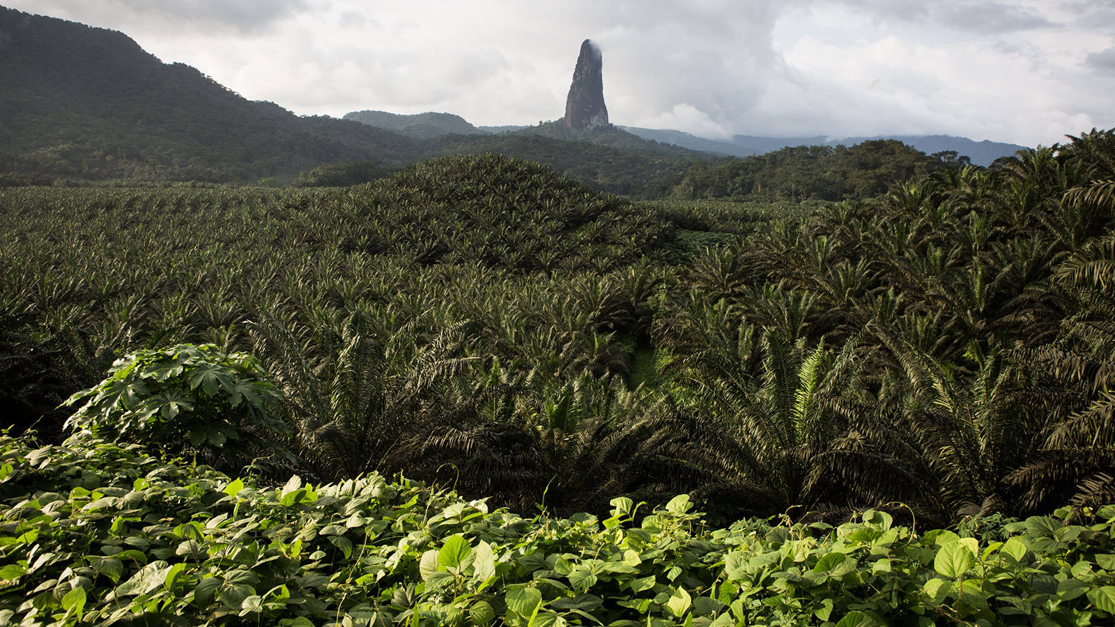 oil palm, Sao Tome And Principe, rock spire, HD Desktop Wallpaper