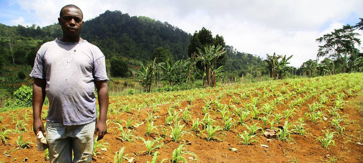 Sao Tome And Principe, farmer, sunlit field, SD Desktop Wallpaper
