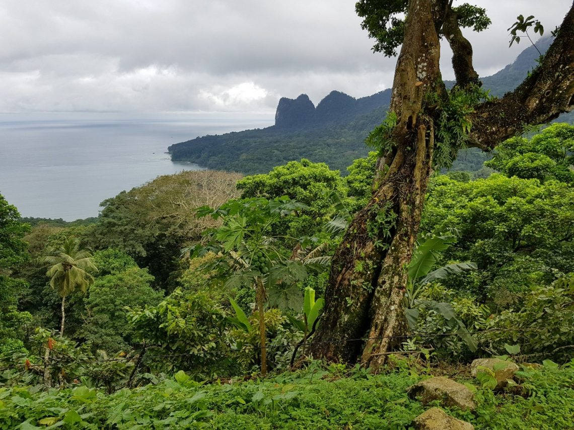 Sao Tome And Principe, forest, plants, SD Desktop Wallpaper