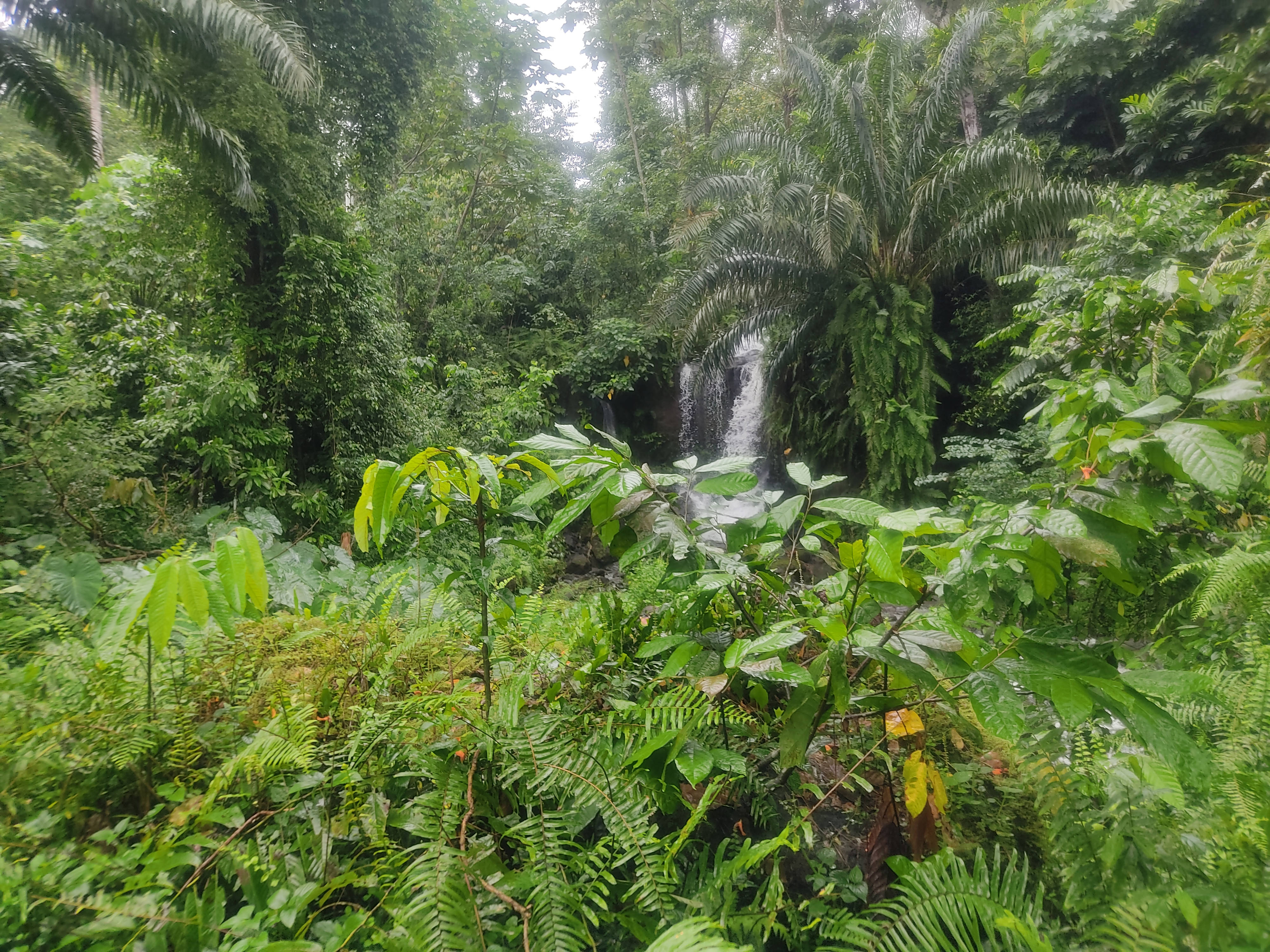 Forest Of Sao Tome And Principe, tropical jungle, cascading waterfall, 4K Desktop Wallpaper