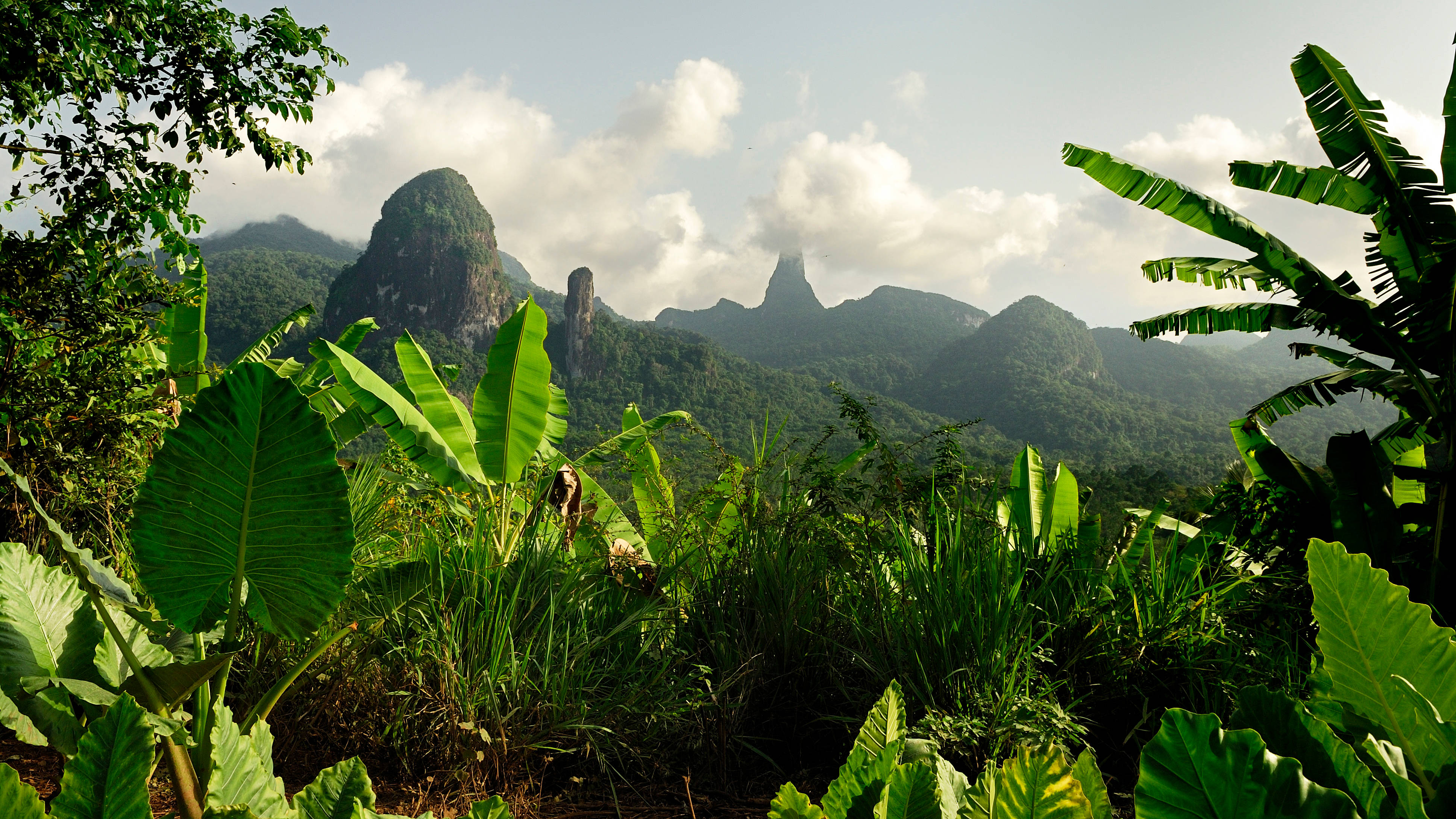 Sao Tome And Principe, forest, tropical foliage, 4K Desktop Wallpaper