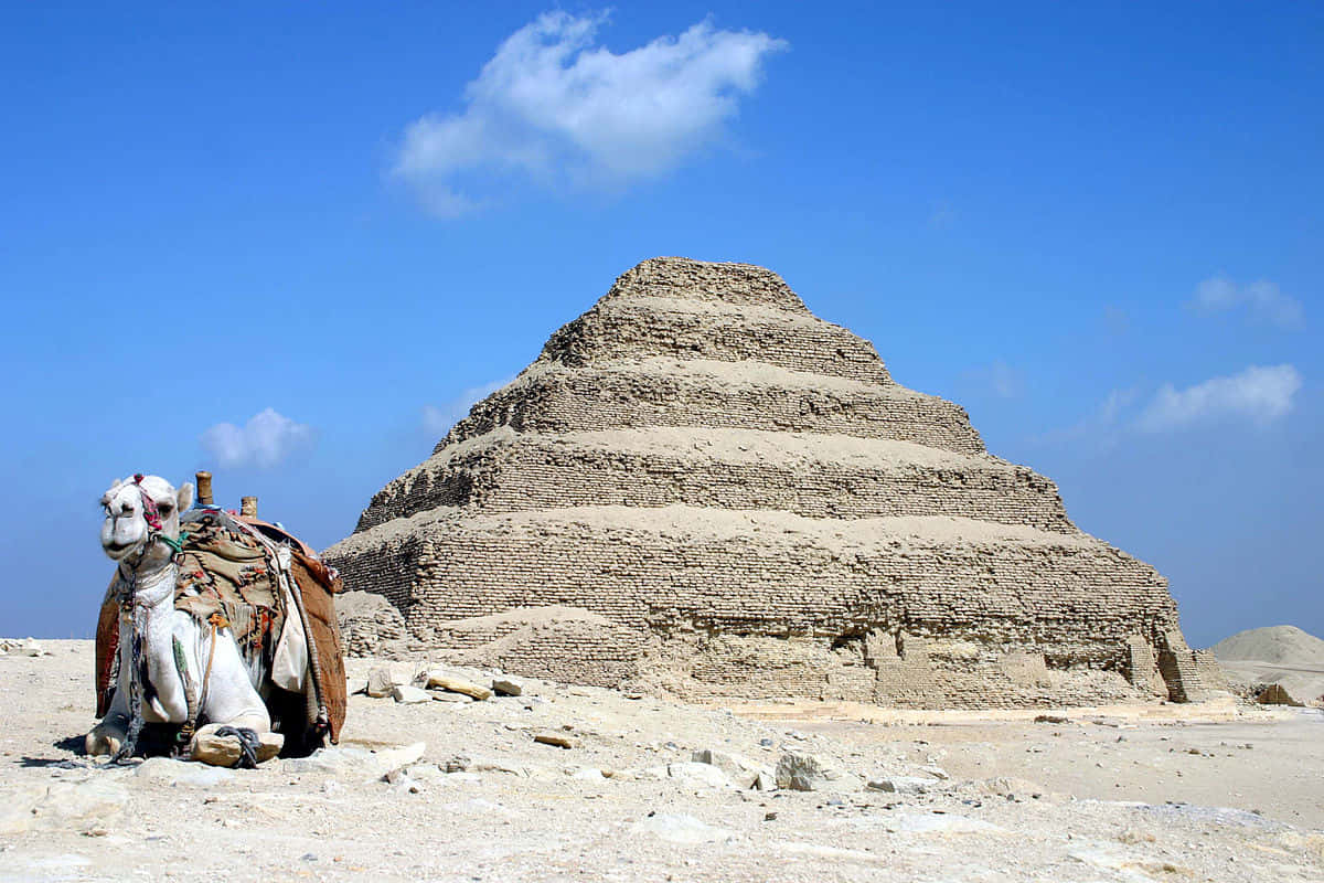 camel, Saqqara Pyramid, desert sand, SD Desktop Wallpaper