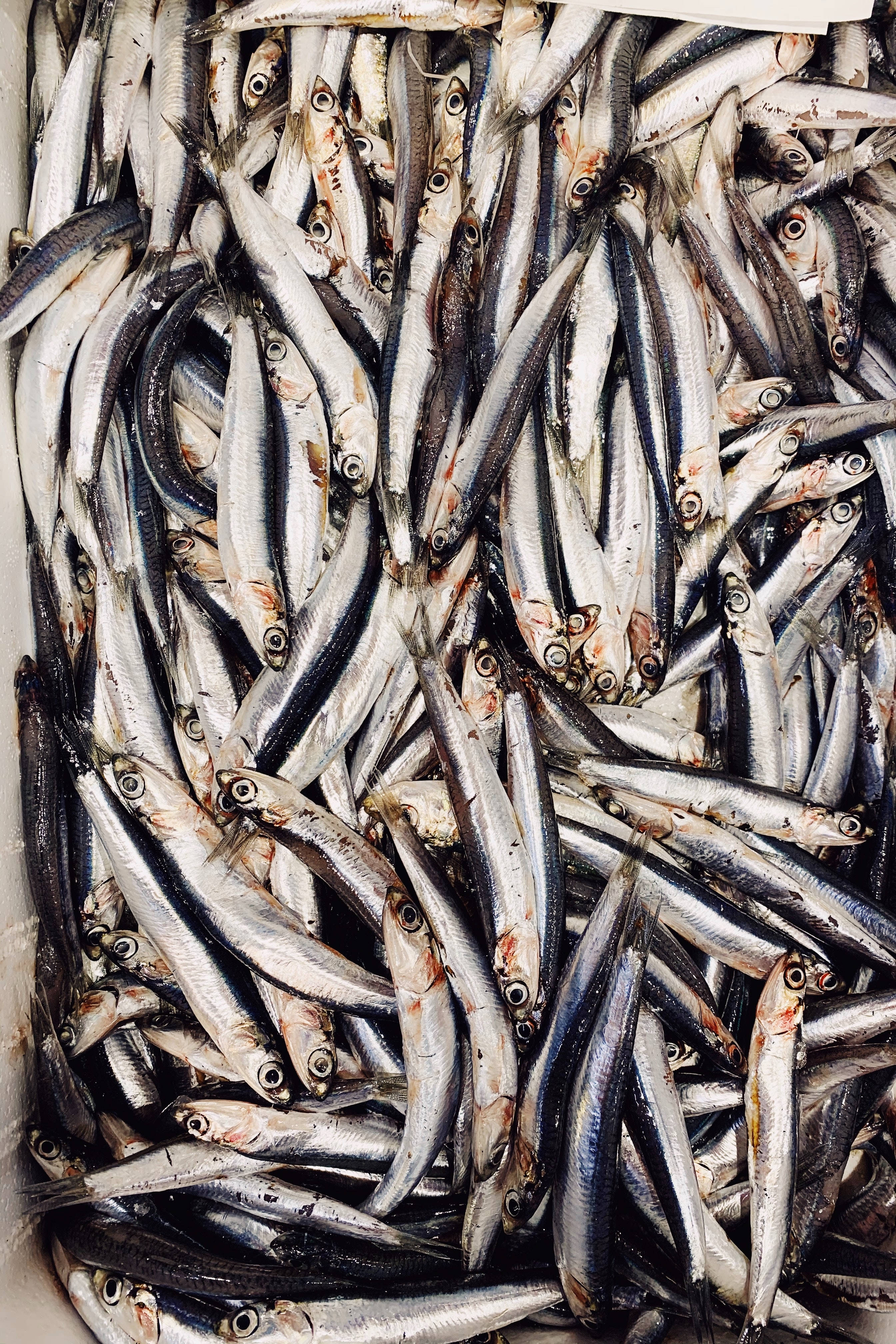 sardines, silver fish, dark backs, 4K Phone Wallpaper