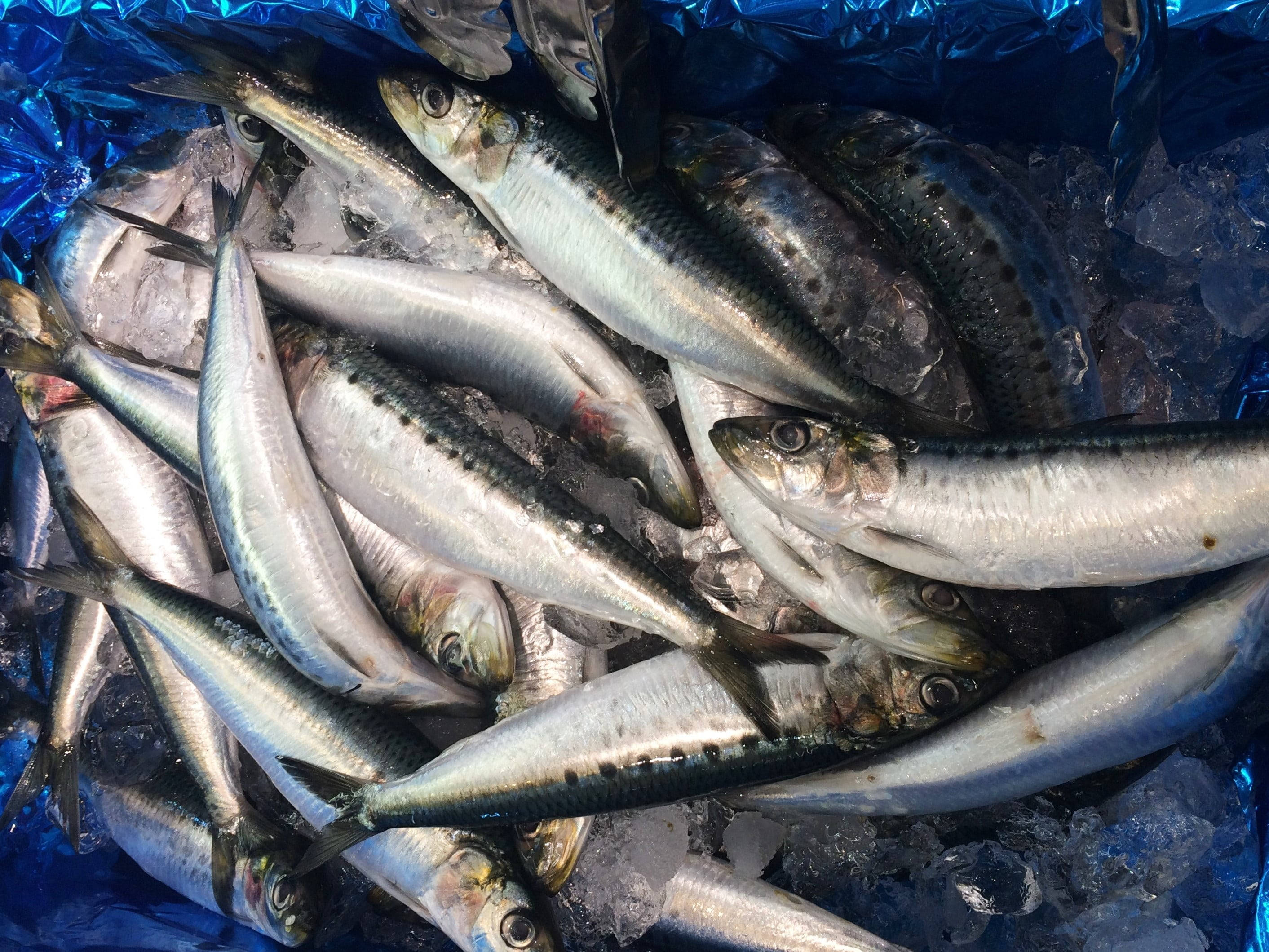 Iced Fish Sardines, crushed ice, blue plastic bag, 2K Desktop Wallpaper