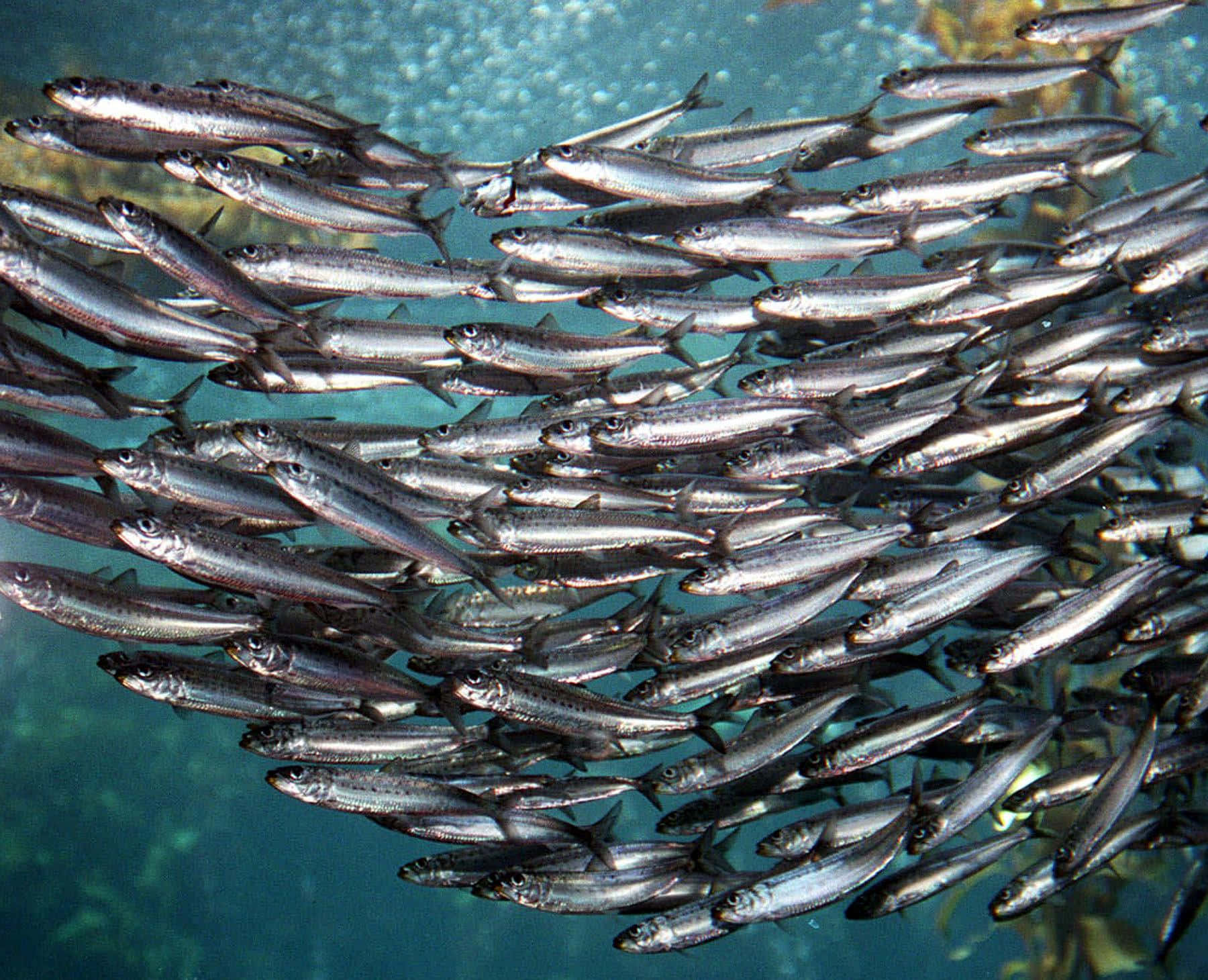 school of sardines, silver fish, turquoise water, HD Desktop Wallpaper