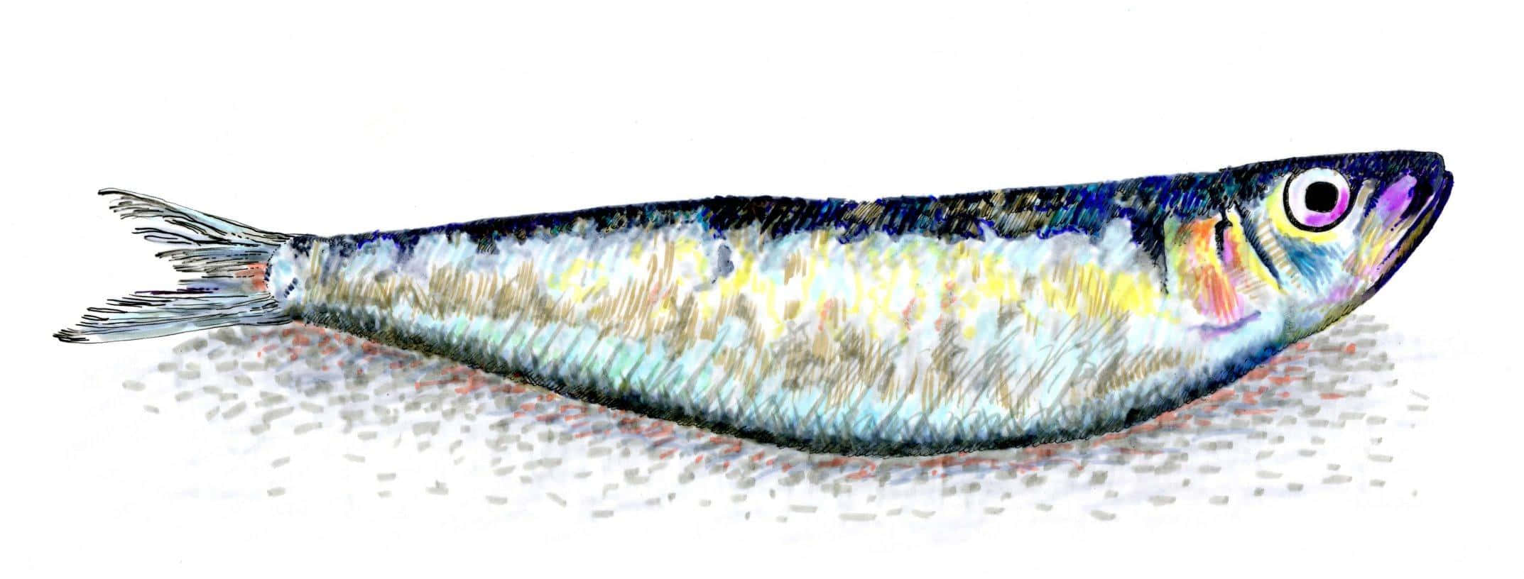 colorful sardine illustration, silver fish, iridescent scales, Full HD Desktop Wallpaper