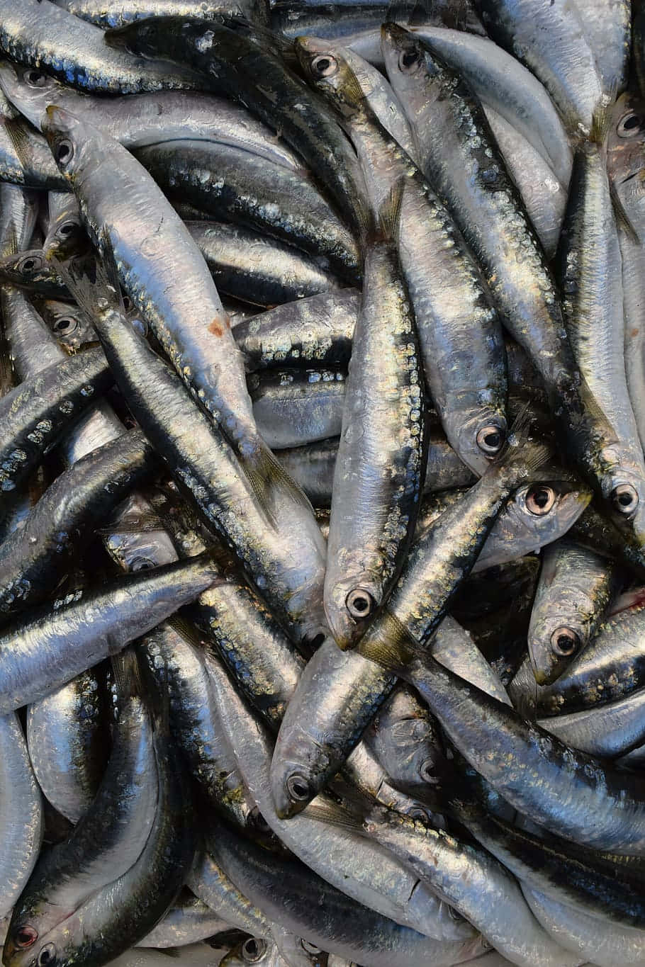 fresh sardines, silver sardines, glistening with moisture, HD Phone Wallpaper