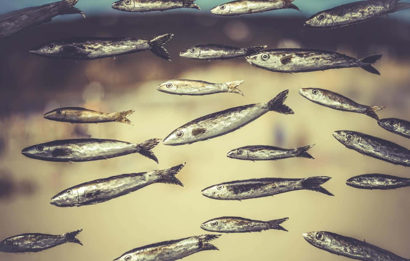 school of sardines, silver fish, shallow pool, HD Desktop Wallpaper