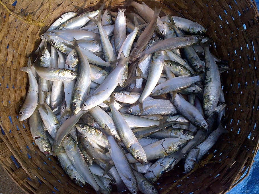 fresh sardines, woven basket, silver fish, SD Desktop Wallpaper