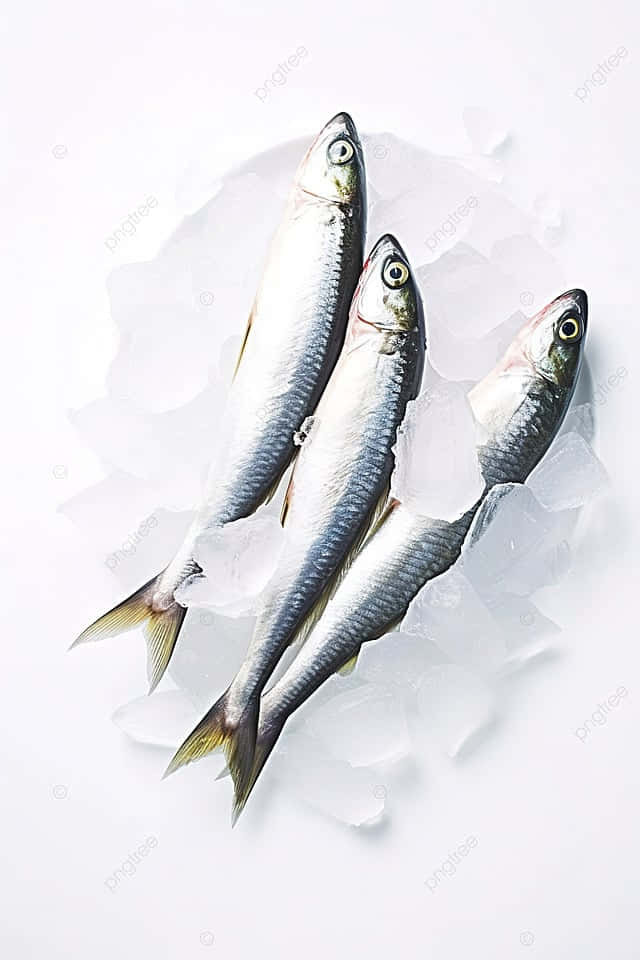 fresh sardines, silver fish, yellow tails, SD Phone Wallpaper