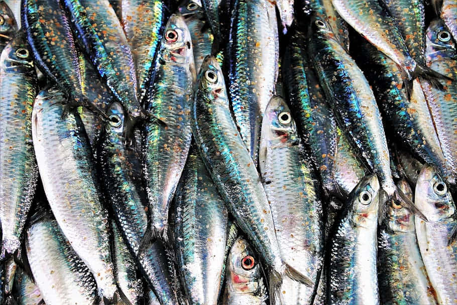 fresh sardines, market display, iridescent silver scales, SD Desktop Wallpaper