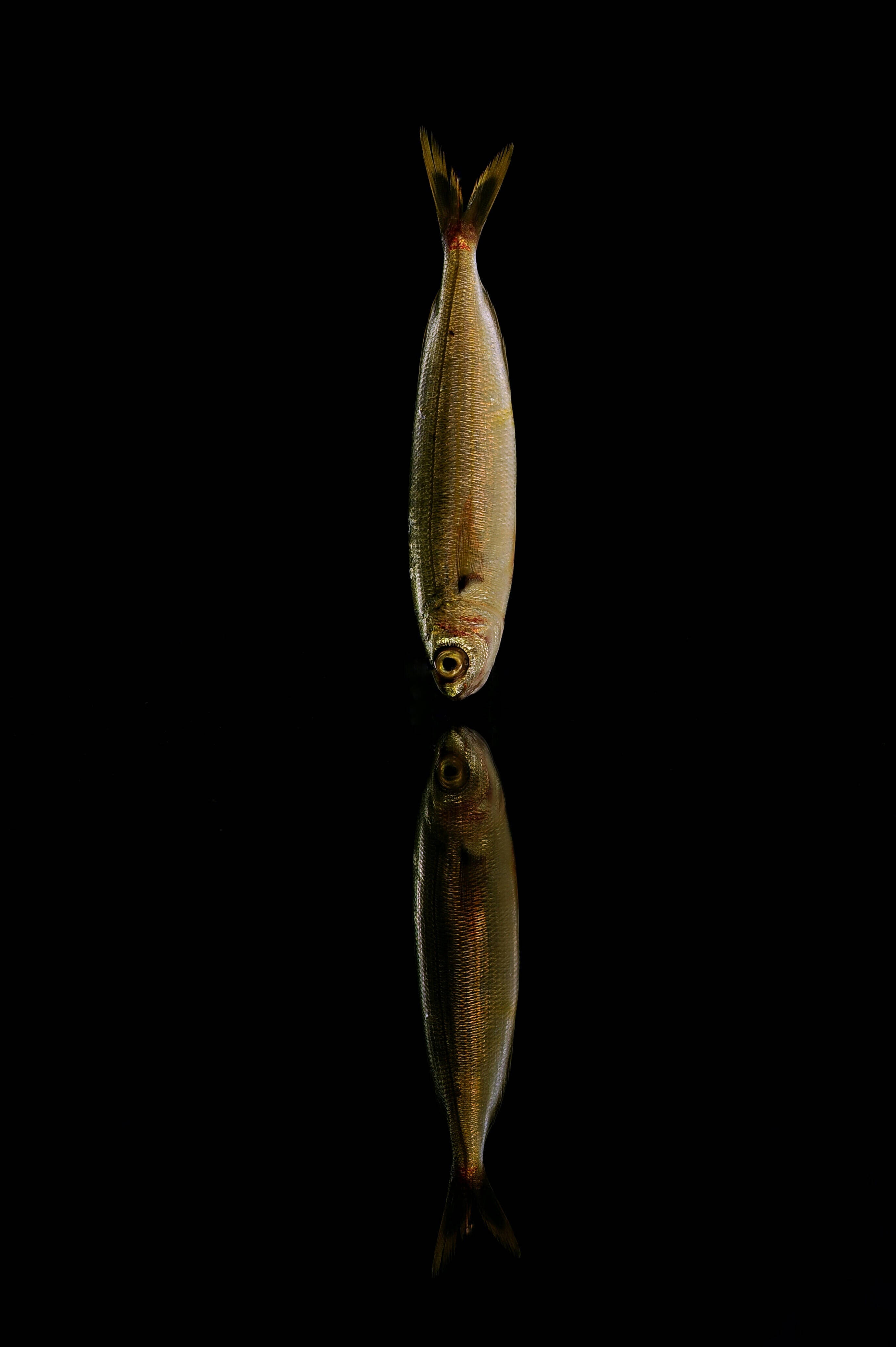 silver fish, black background, mirror reflection, 4K Phone Wallpaper
