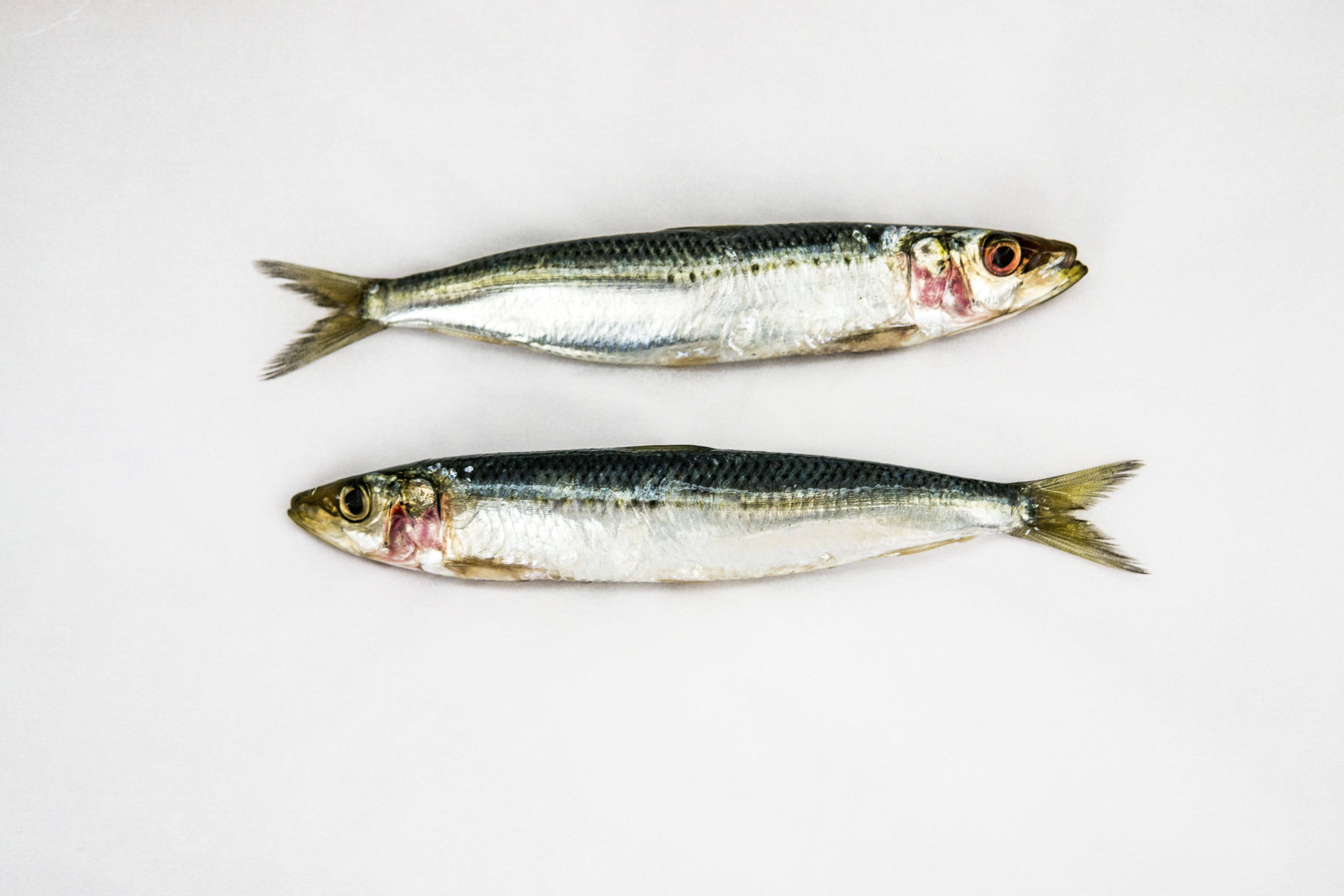 sardines, white surface, silvery scales, 5K Desktop Wallpaper