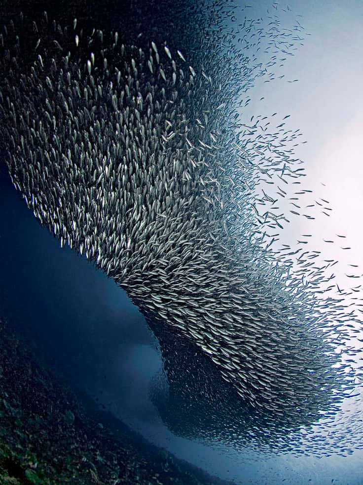 sardine, shimmer, underwater, SD Phone Wallpaper