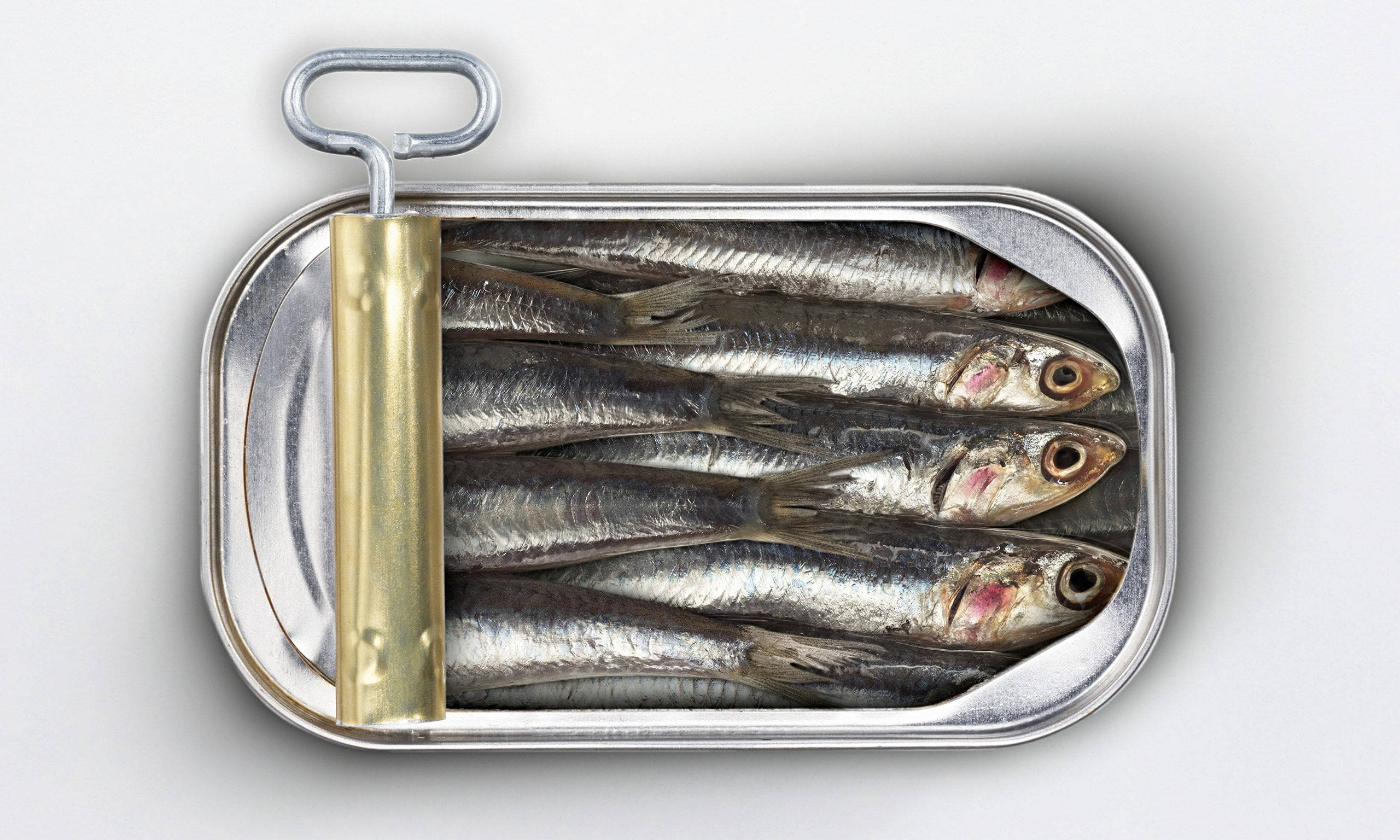 fresh sardines, tin can, silver sardines, 2K Desktop Wallpaper