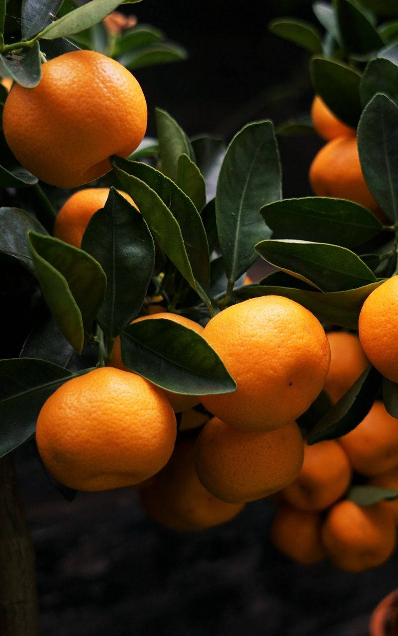 Satsuma, tangerines, glossy green leaves, HD Phone Wallpaper