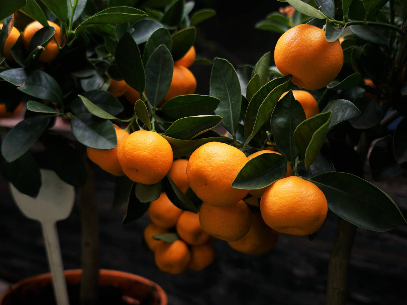 Satsuma, semi-seedless citrus fruit, potted tree, HD Desktop Wallpaper