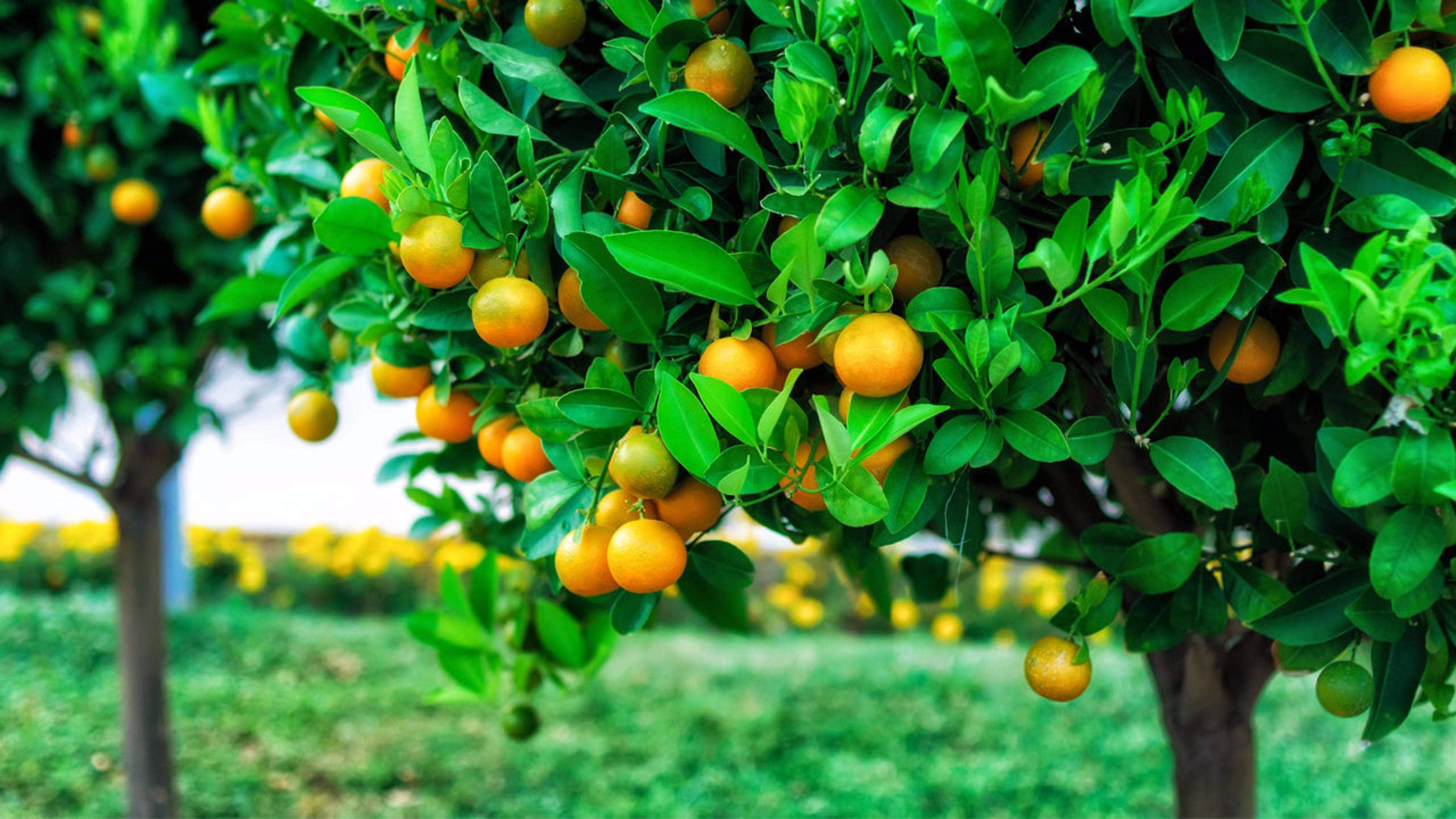 Satsuma, mandarin, citrus tree, 4K Desktop Wallpaper