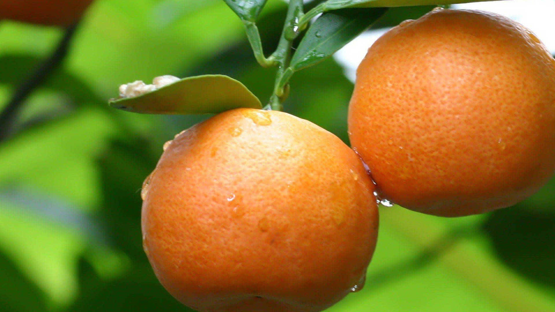 Satsuma, mandarin orange, dew-kissed oranges, Full HD Desktop Wallpaper