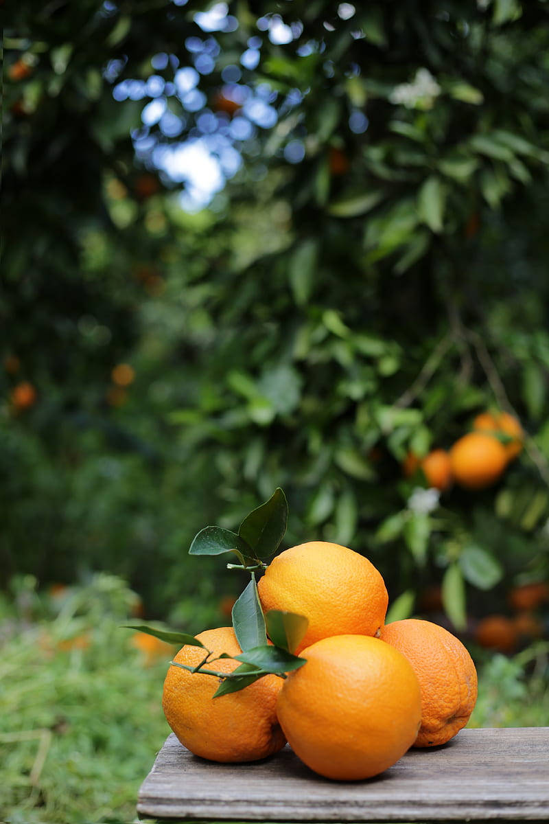 Satsuma, mandarin orange, bench, SD Phone Wallpaper