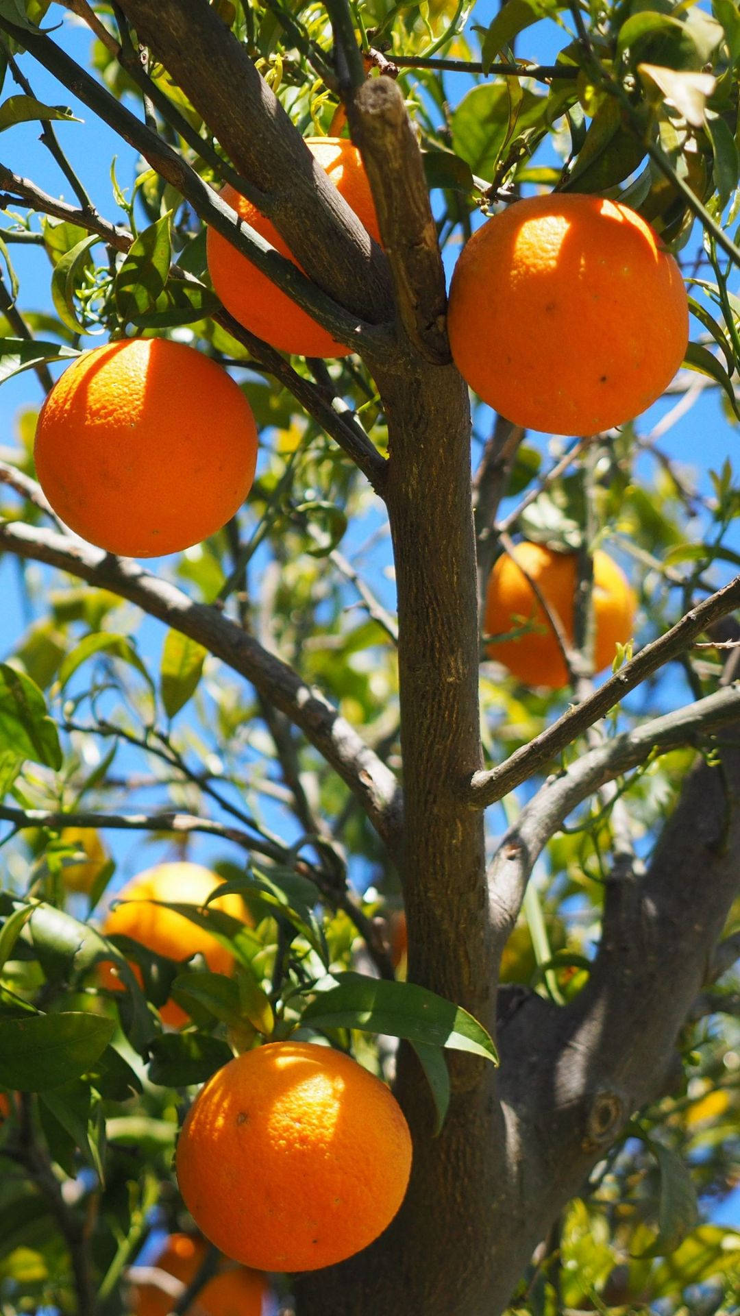 Satsuma, tree branch, clear blue sky, Full HD Phone Wallpaper