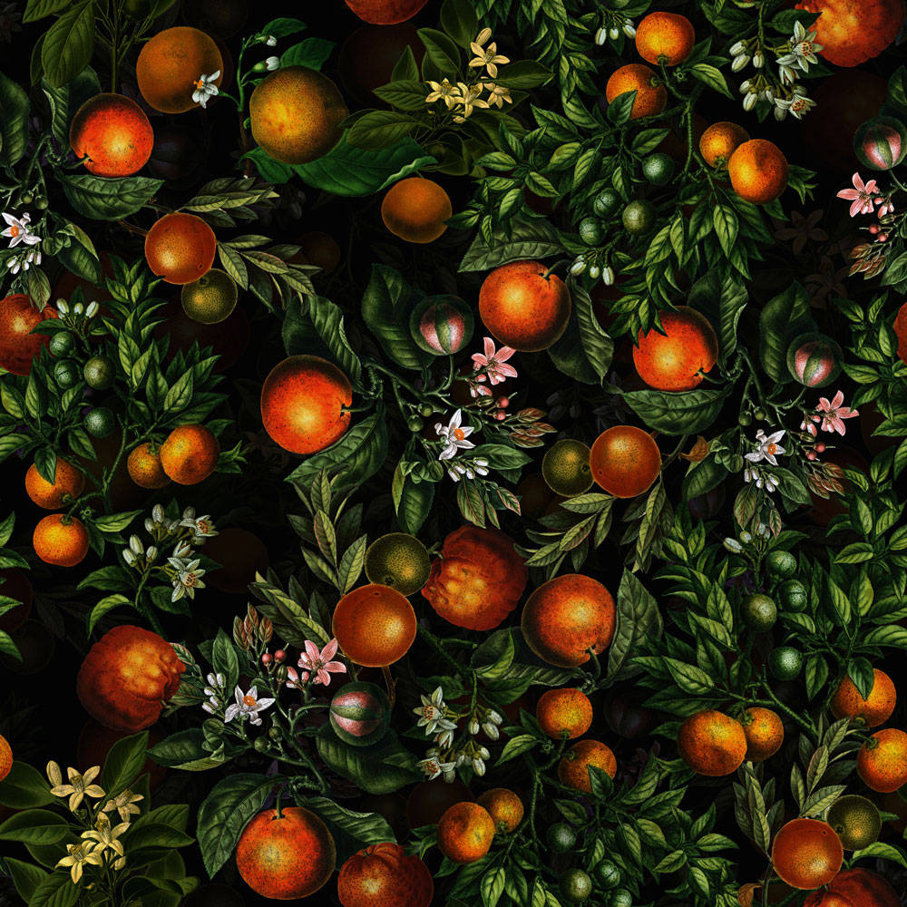 Satsuma, mandarins, vibrant orange, SD Desktop Wallpaper