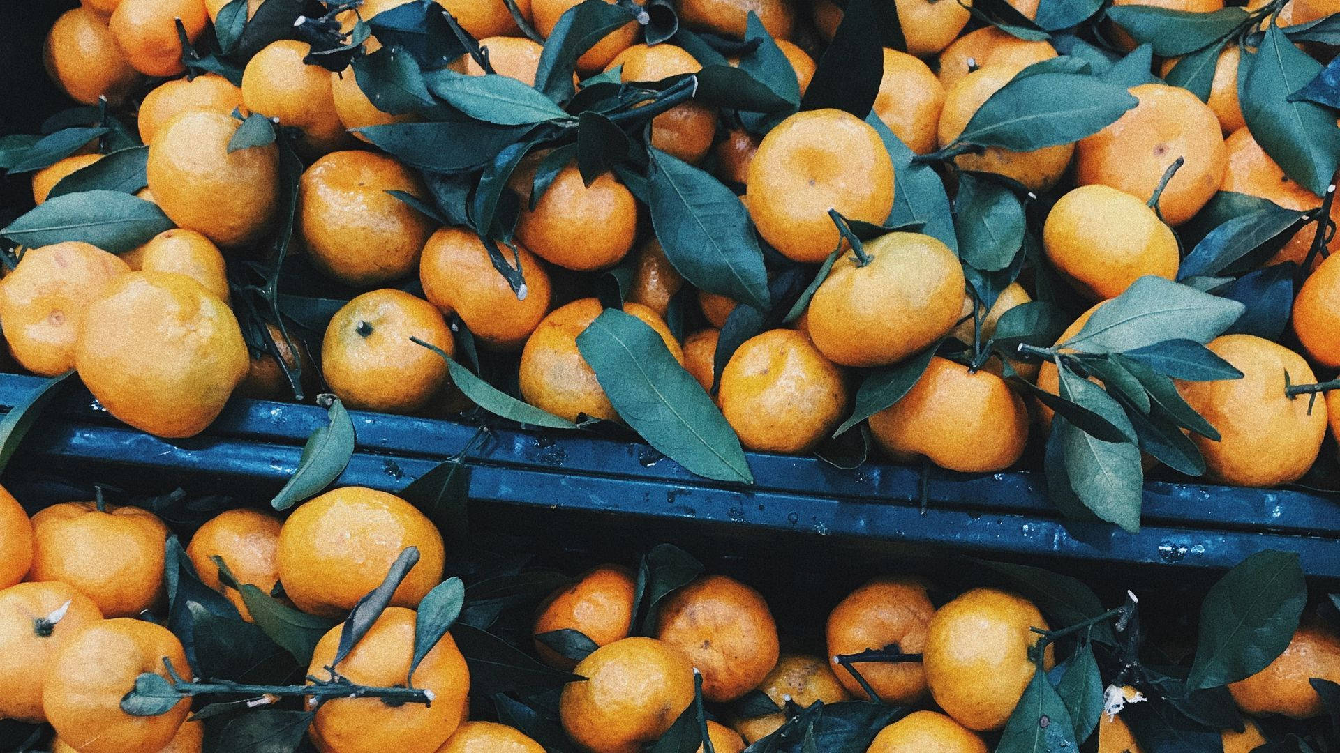 Satsuma, bright orange, green leaves, Full HD Desktop Wallpaper