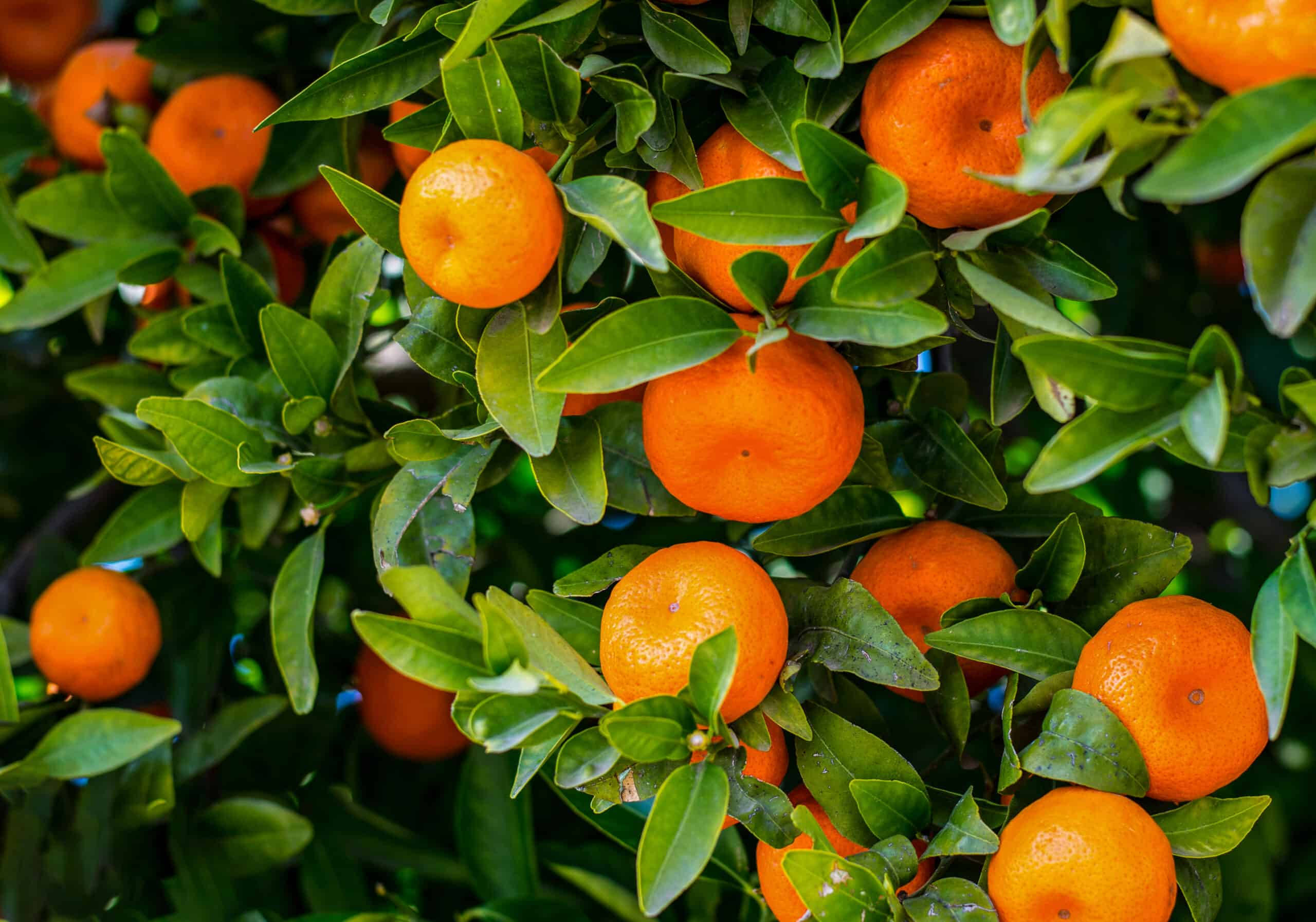 Satsuma, mandarin, tangerines, 2K Desktop Wallpaper