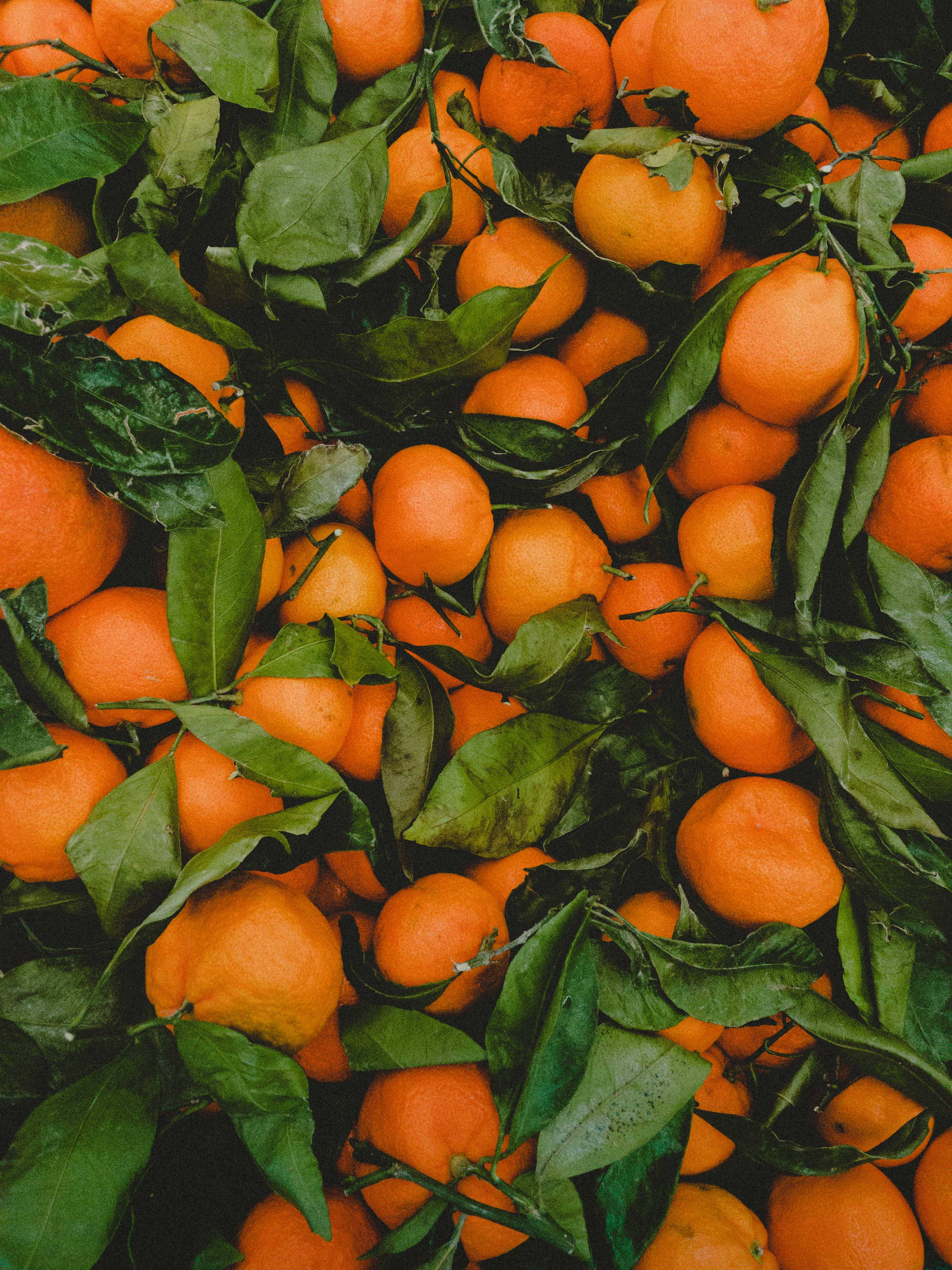 Satsuma, Sweet Orange Fruit, green leaves, 4K Phone Wallpaper
